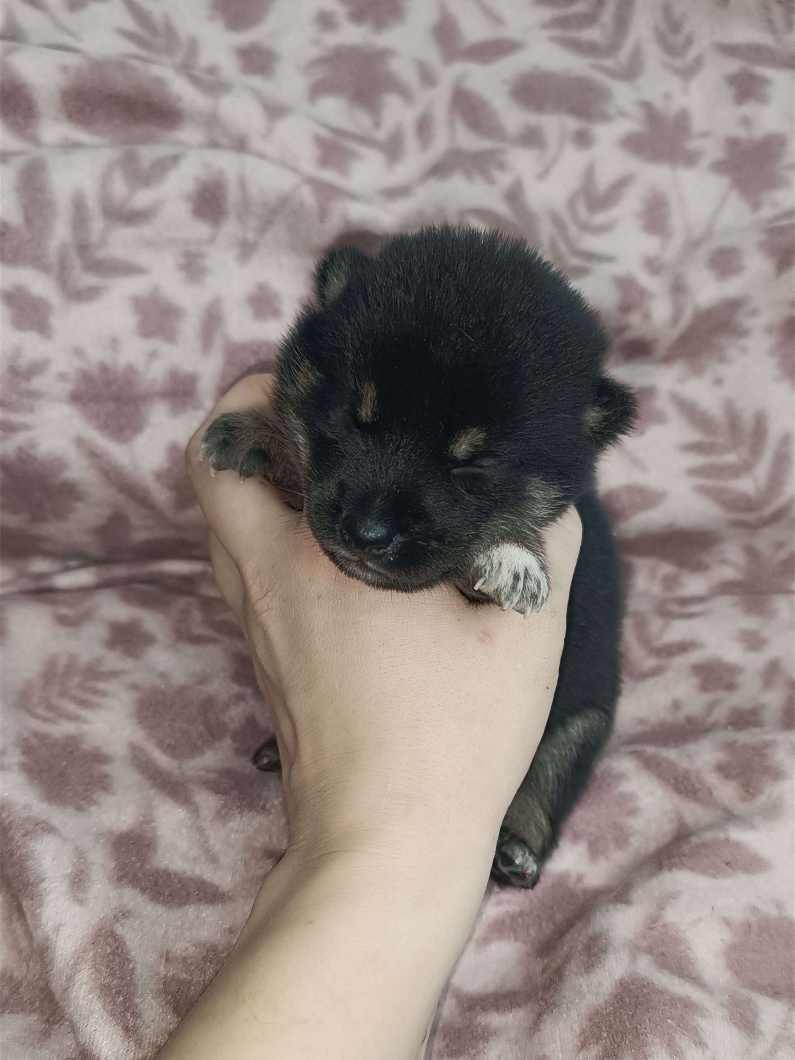 Rubylight Osanna. Американская акита I Сиба ину I Питомник RUBYLIGHT