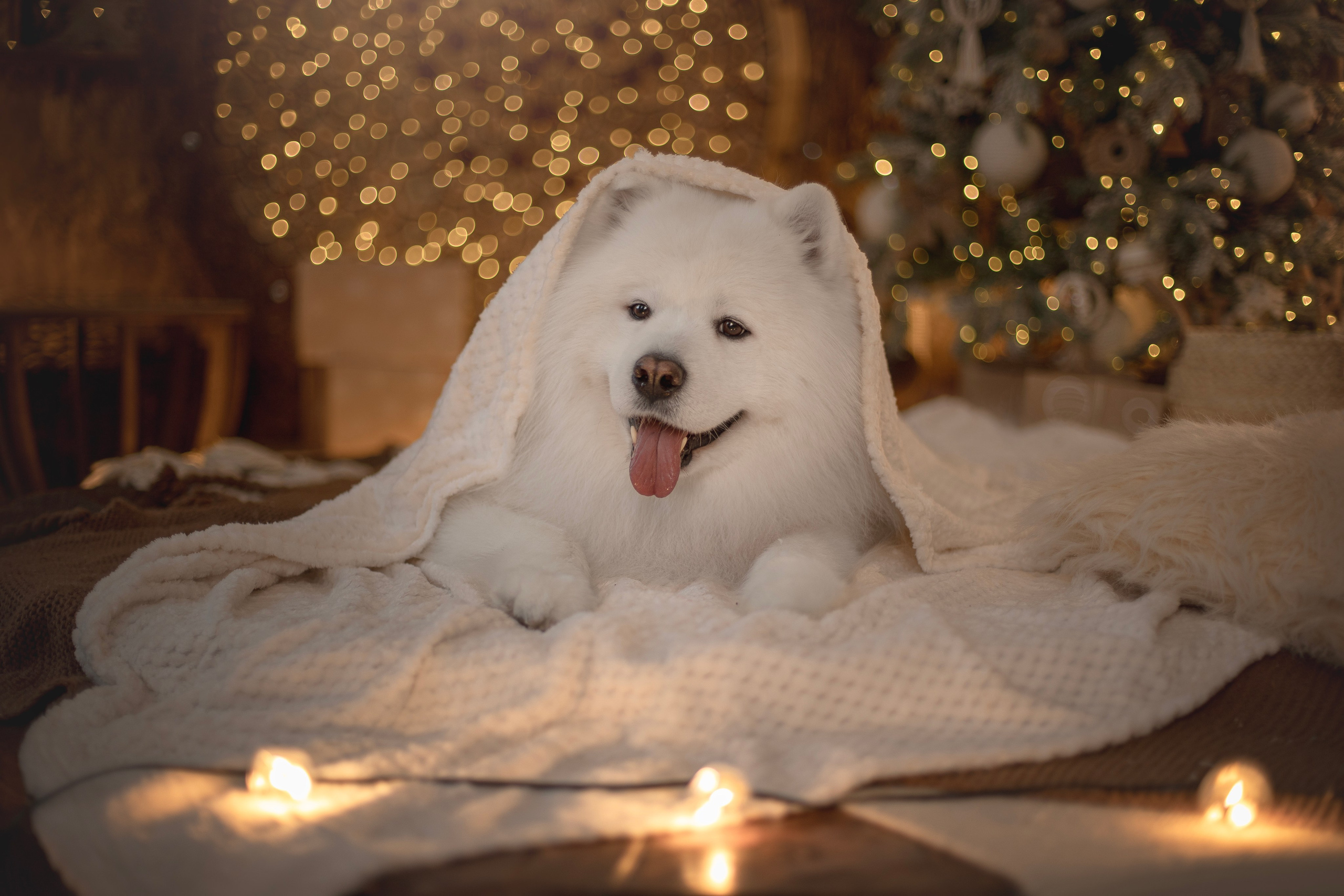 Пушистые самоедские драконы в студии. Фотограф анималист в Москве Майорова Евгения