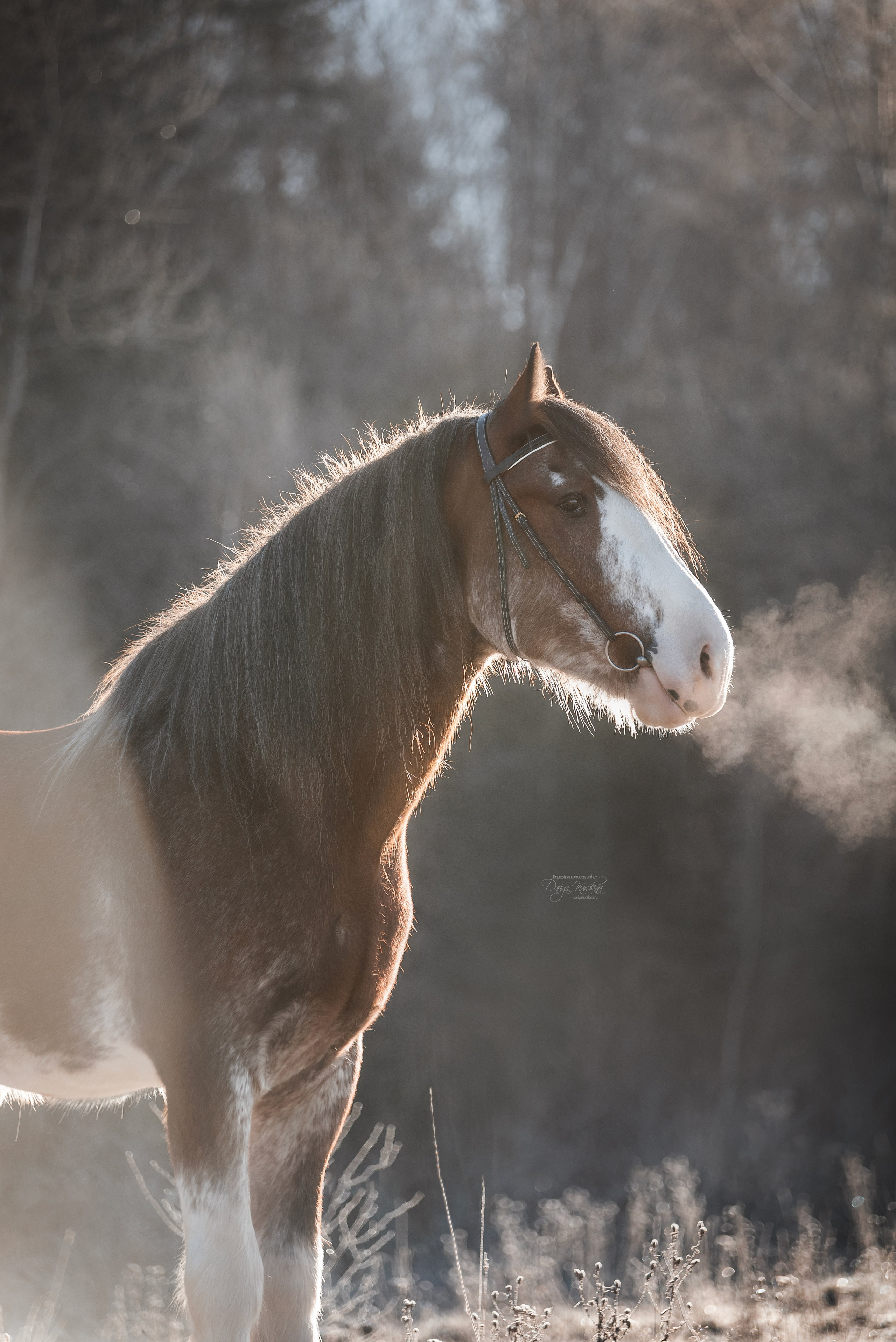 Komardins. Конный фотограф Куракина Дарья • Фотосессии с лошадьми