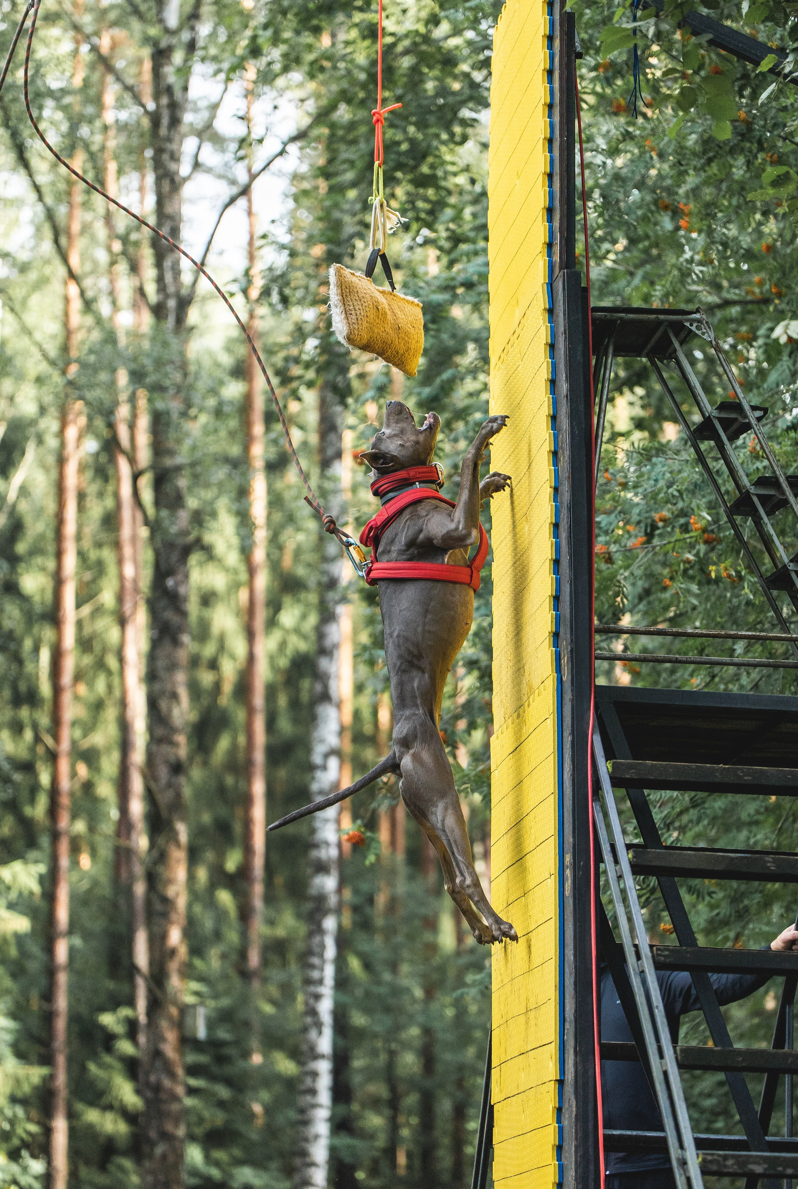 Питстафф-многоборье. Фотограф для людей и их питомцев Вика Шальнева