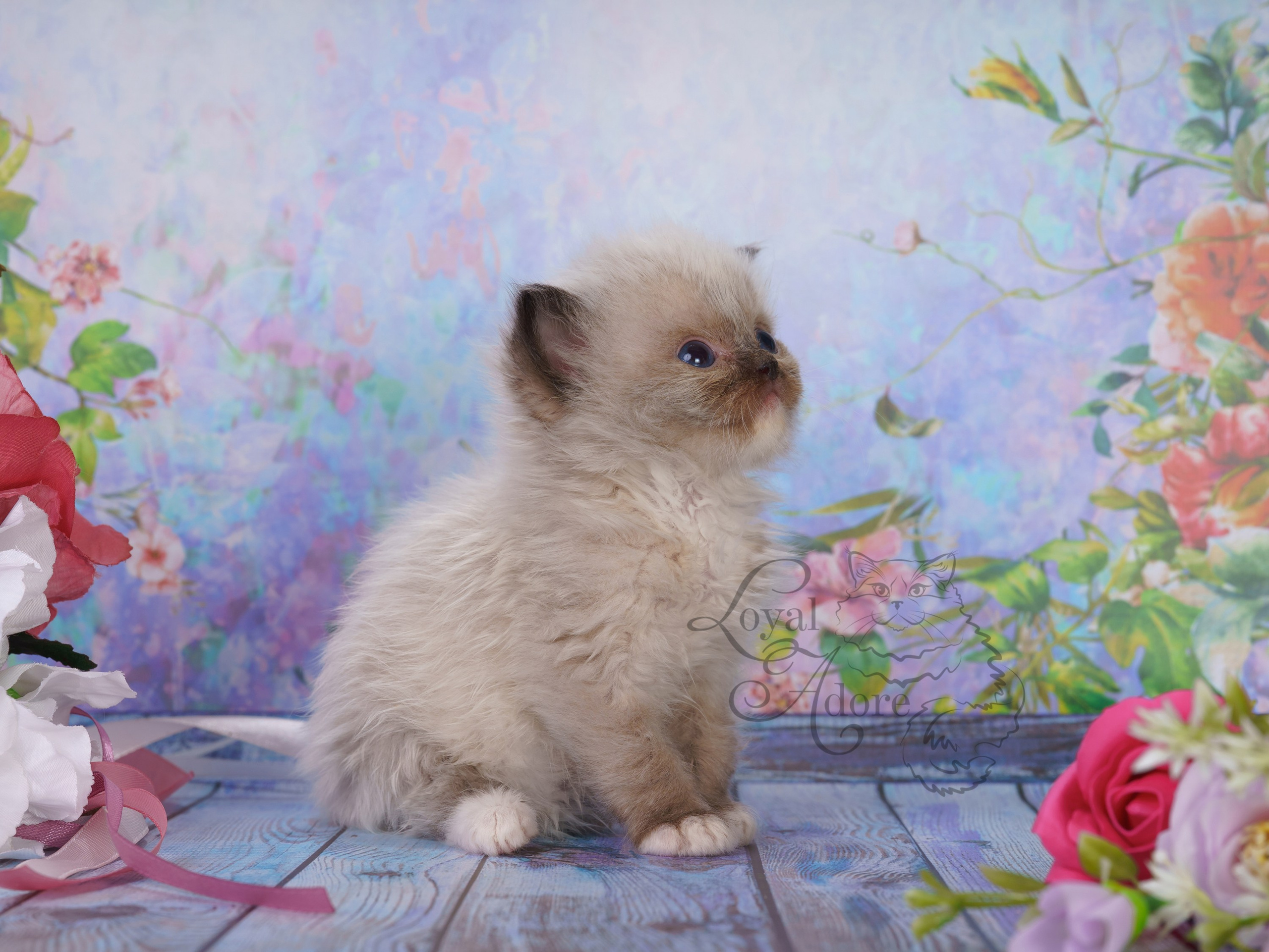 Котята рэгдолл от Loyal Adore. Питомник рэгдолл Loyal Adore