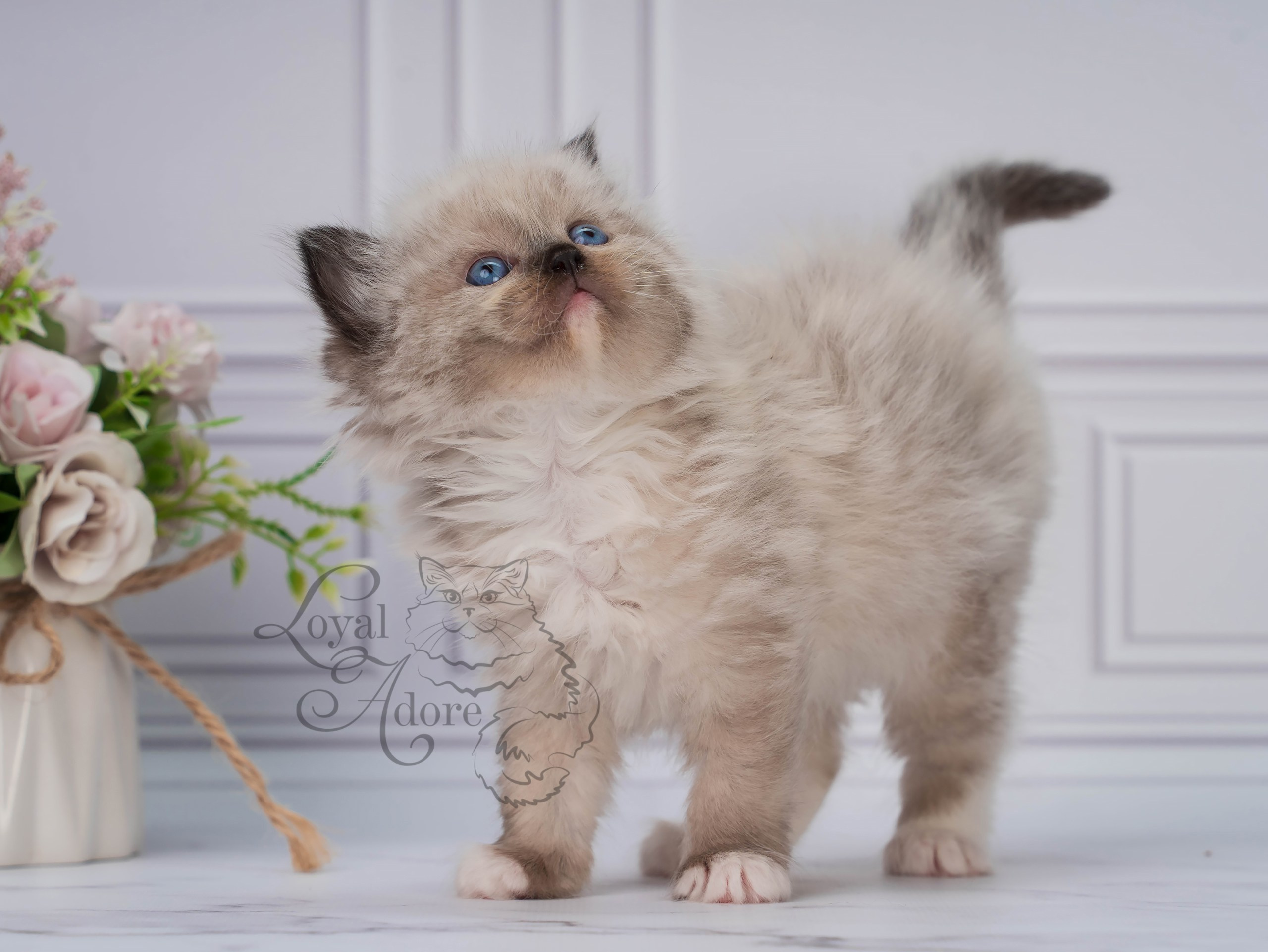 Котята рэгдолл от Loyal Adore. Питомник рэгдолл Loyal Adore