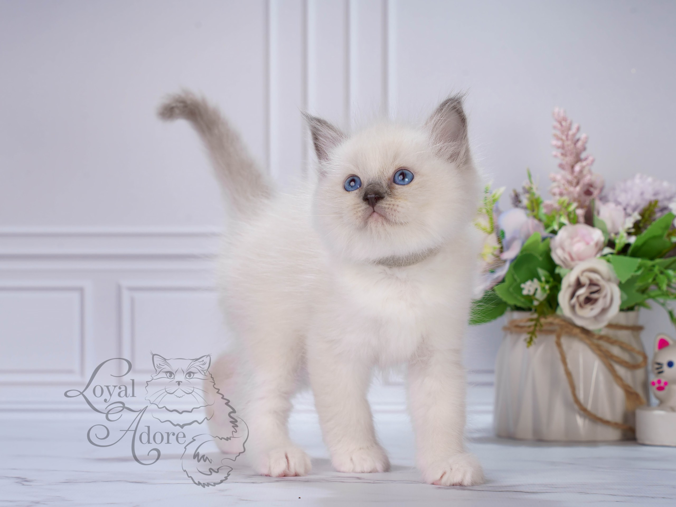 Котята рэгдолл от Loyal Adore. Питомник рэгдолл Loyal Adore