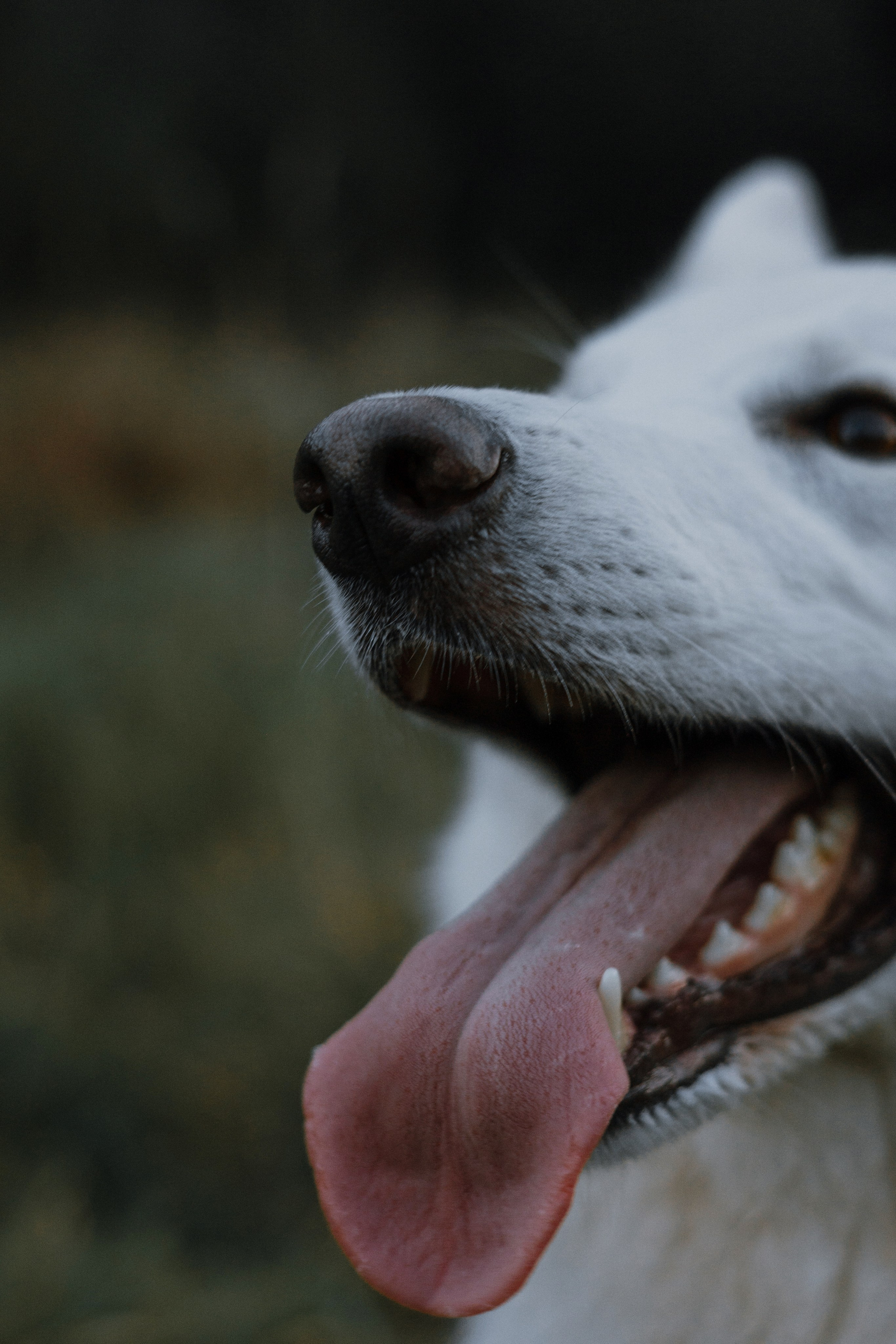 Вика и Уля. Фотограф-анималист Богданова Полина