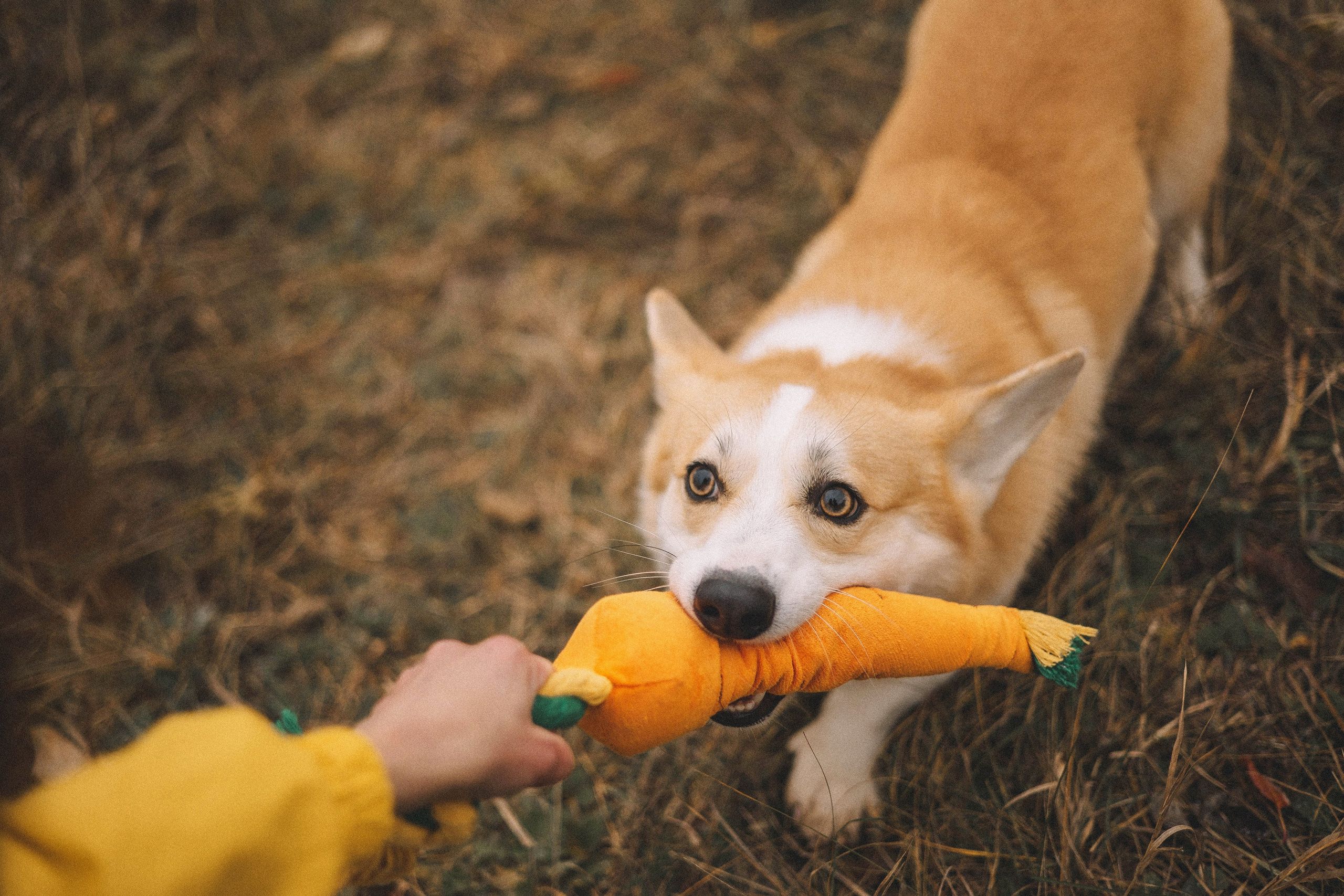 Юля и барри. Фотограф-анималист Богданова Полина