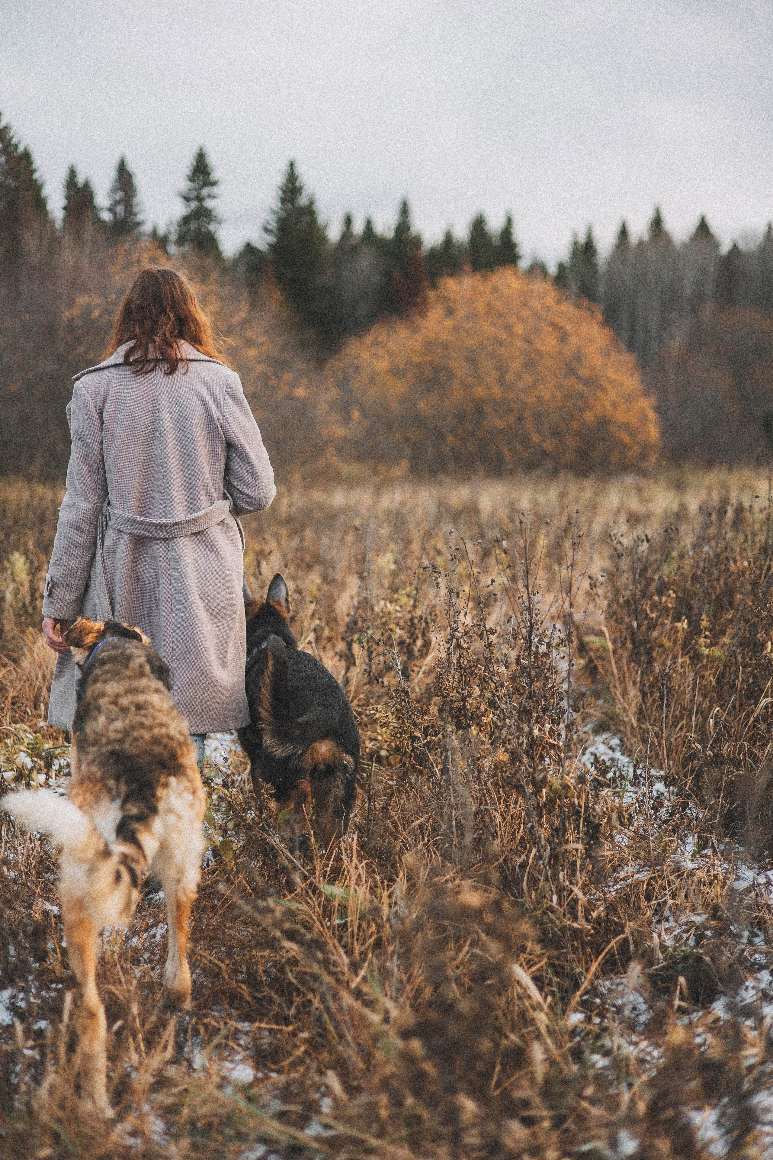 Алена, Леви и Микаса. Фотограф-анималист Богданова Полина