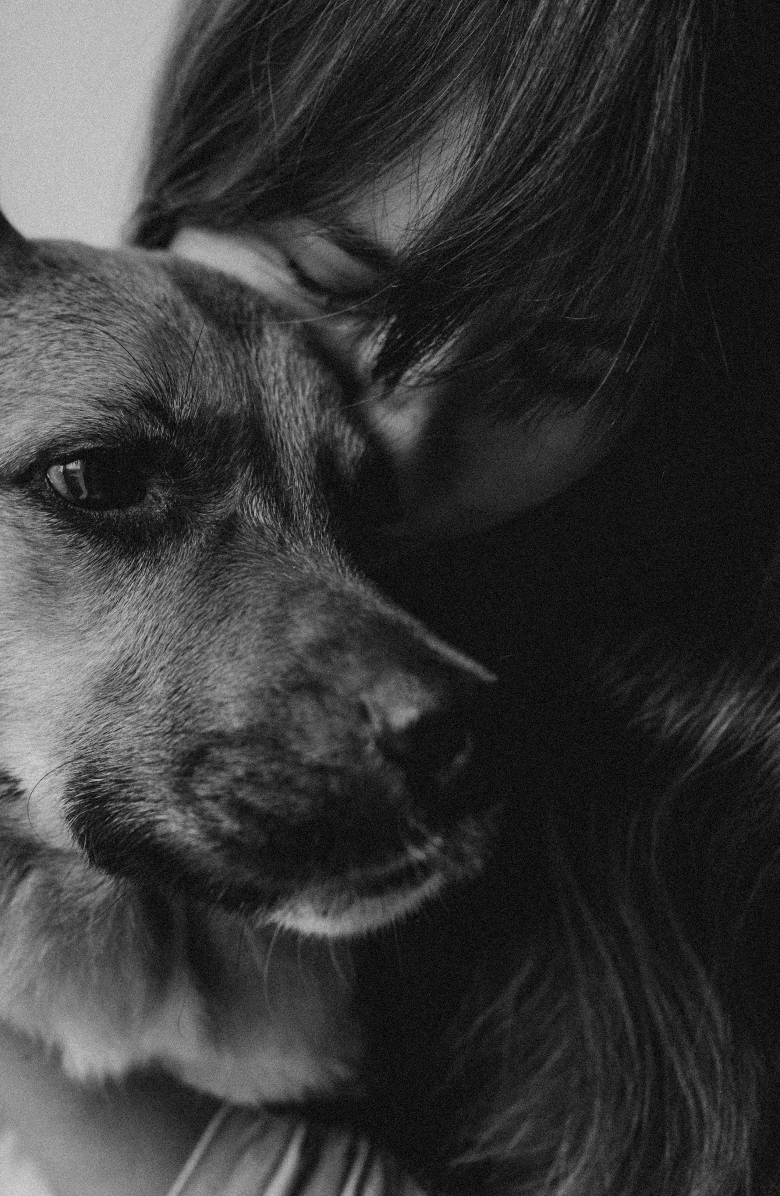 Даша, Клим, Мира и Марси. Семейный фотограф и анималист в Москве Анна Иванова