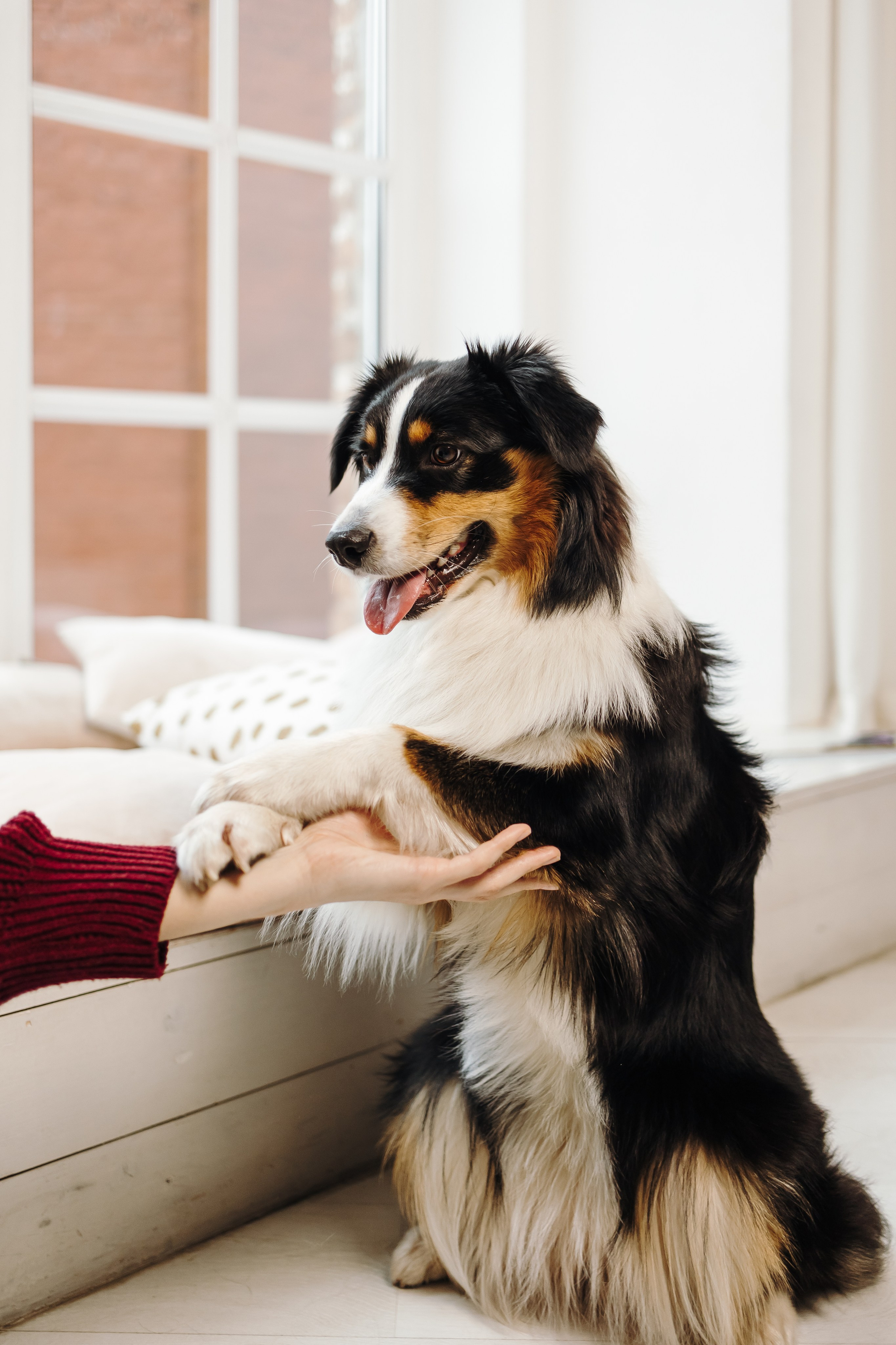Груминг. Фотограф-анималист в Санкт-Петербурге Алина Яхонт