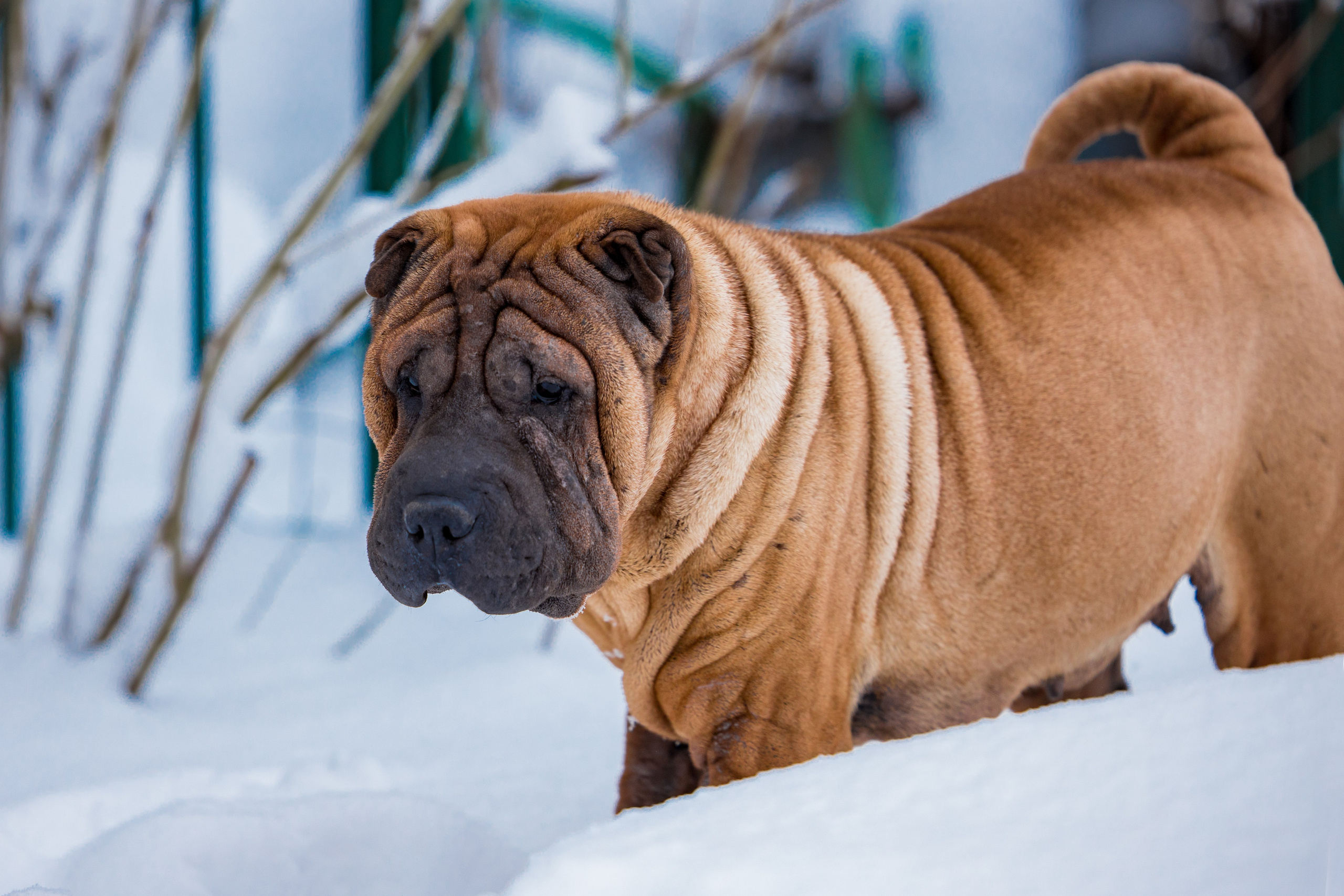 В гостях у шарпеев 16.01.2024. Фотограф-анималист Юлия Германика