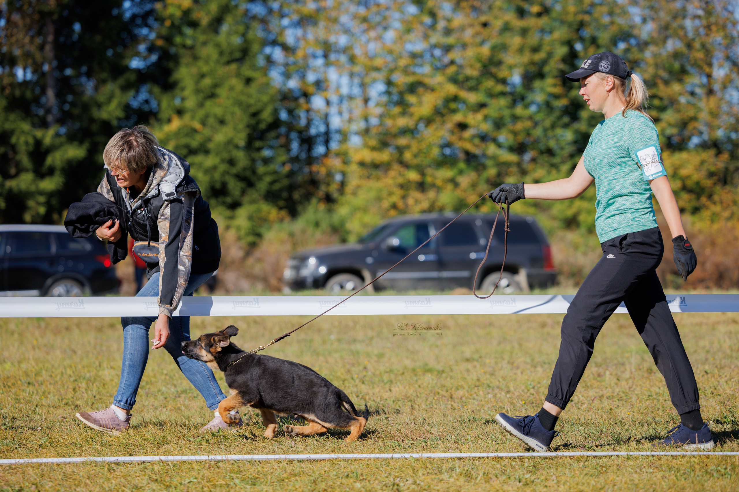 Тверь немецкие овчарки 22.09.2024. Фотограф-анималист Юлия Германика