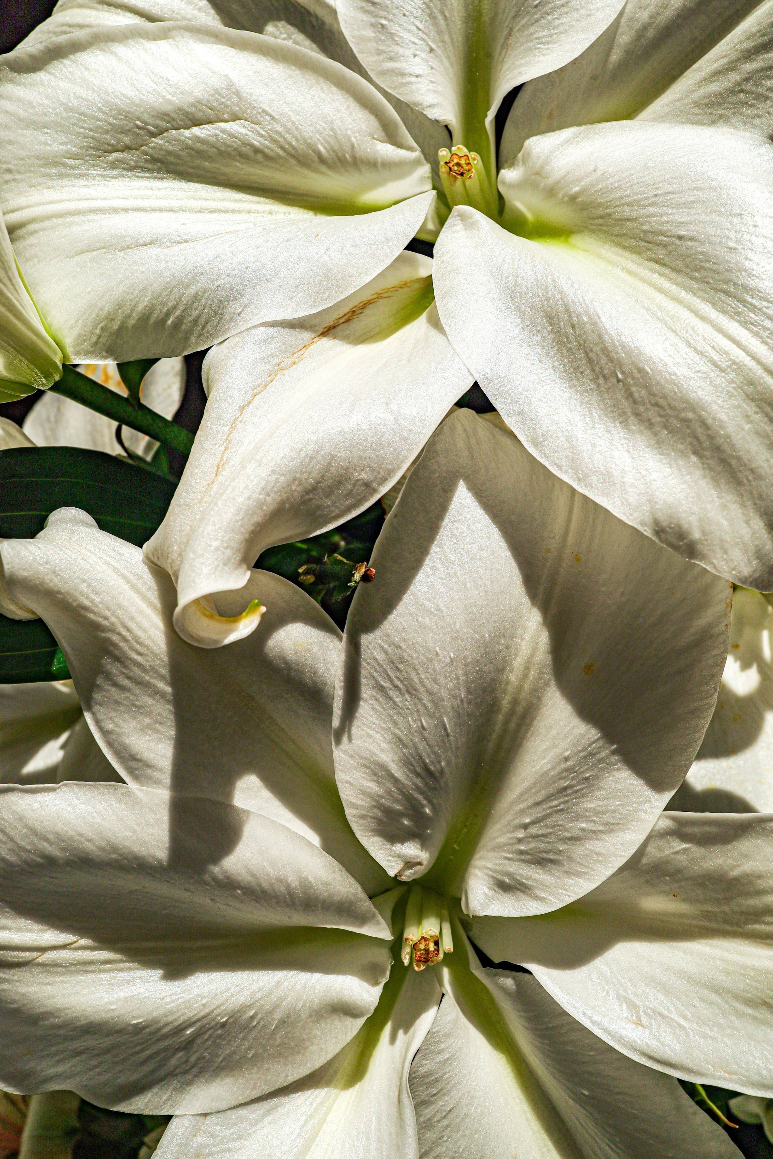 Природа &. Фотохудожник в СПб