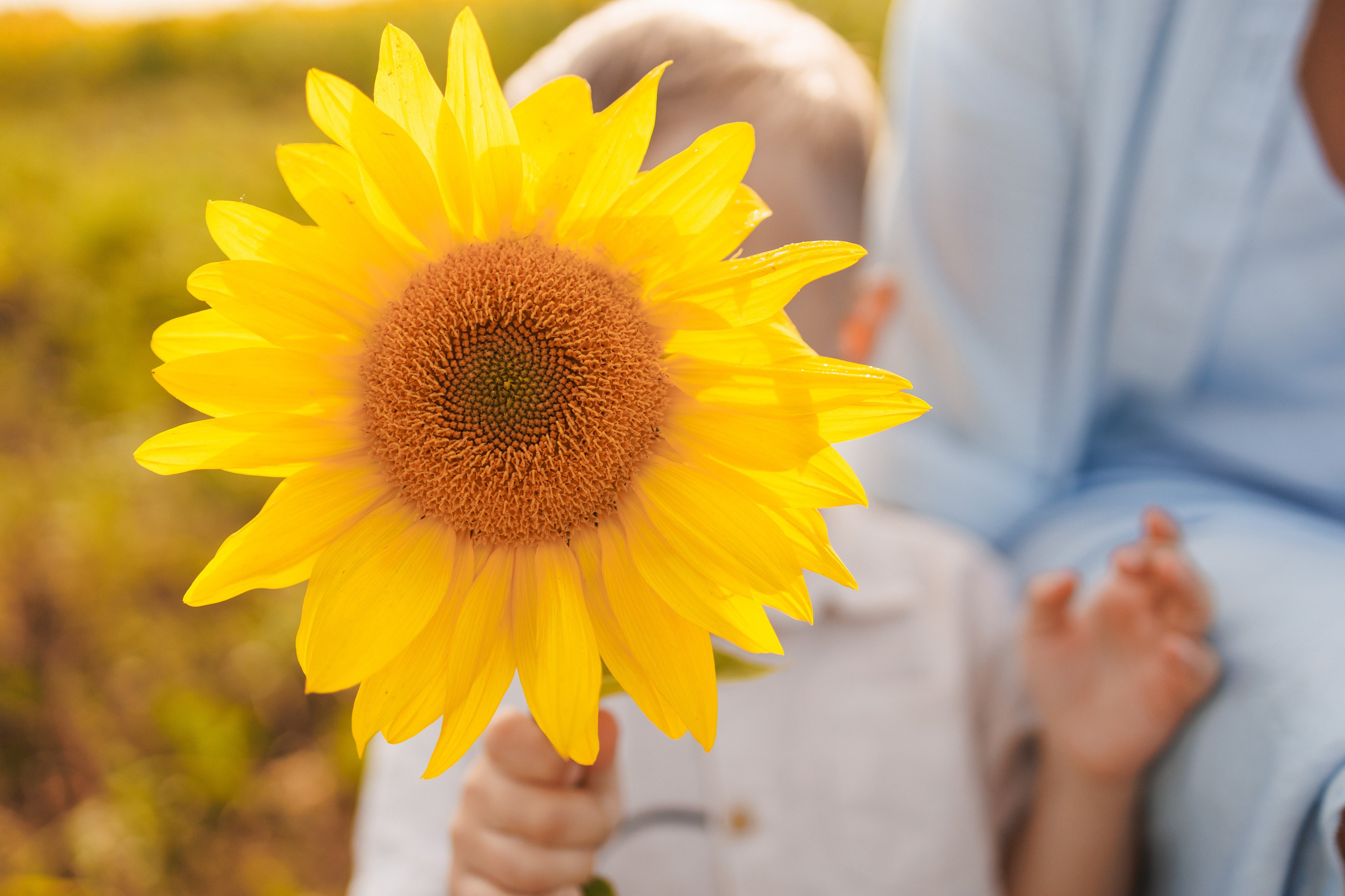 В поле подсолнухов. Семейный фотограф г. Тюмень