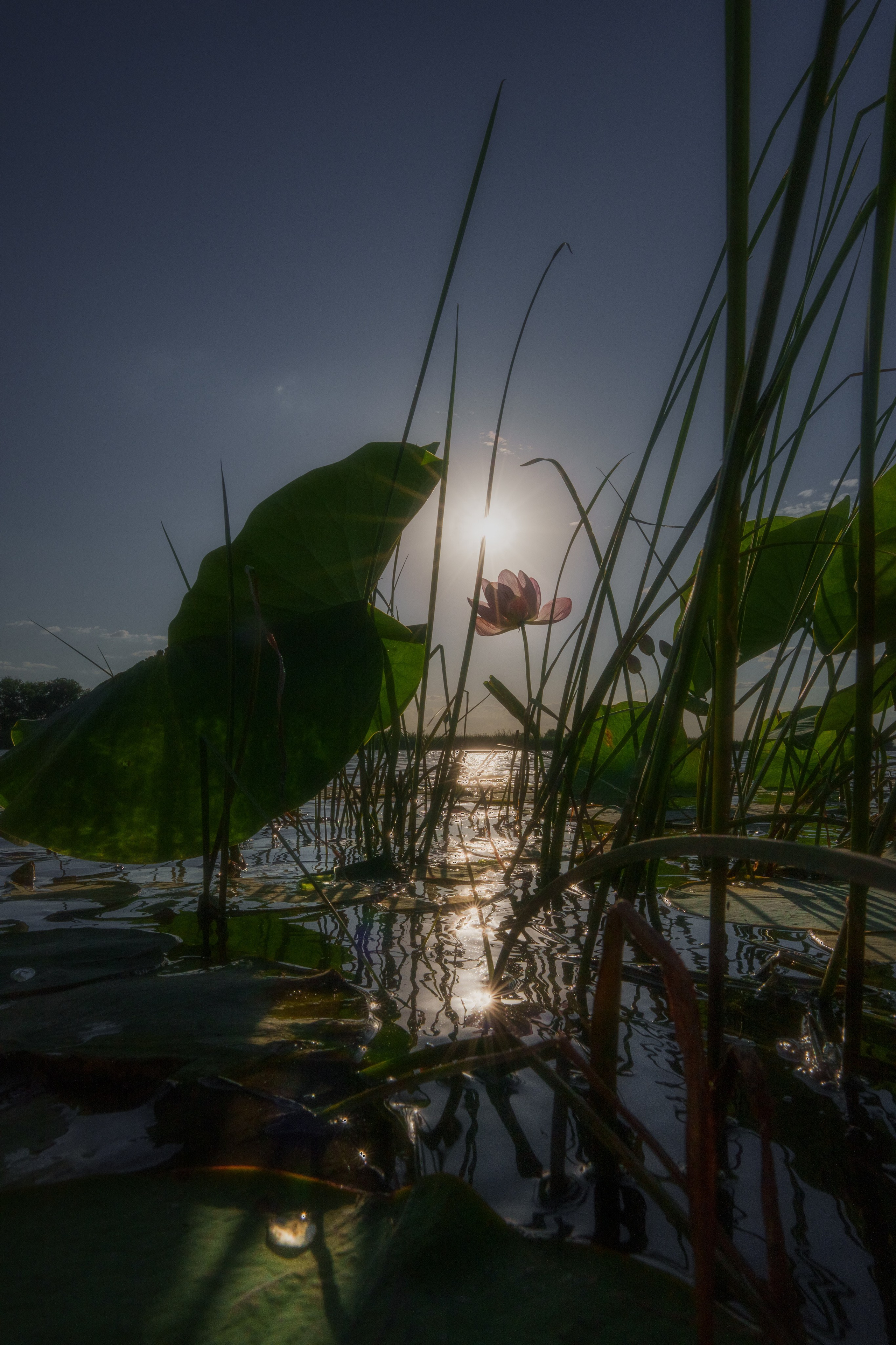 Золотые лотосы. Июль