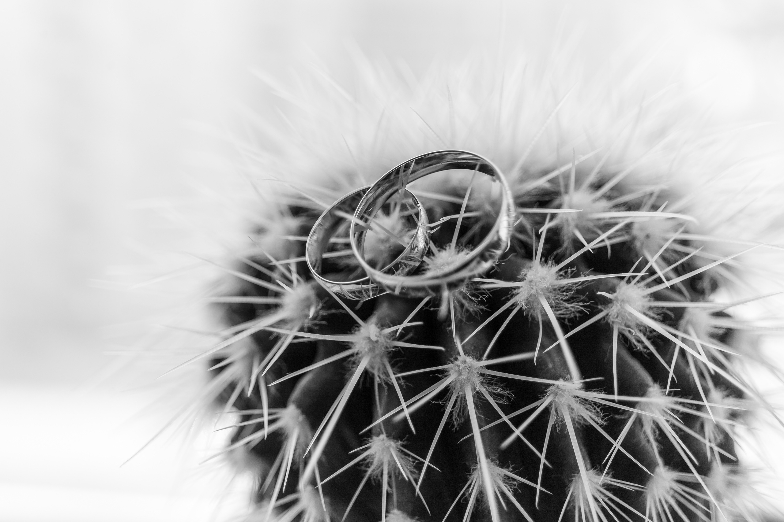 Василий и Марина (Элегантная нежность). Виктор Белик, Свадебный Фотограф Краснодар