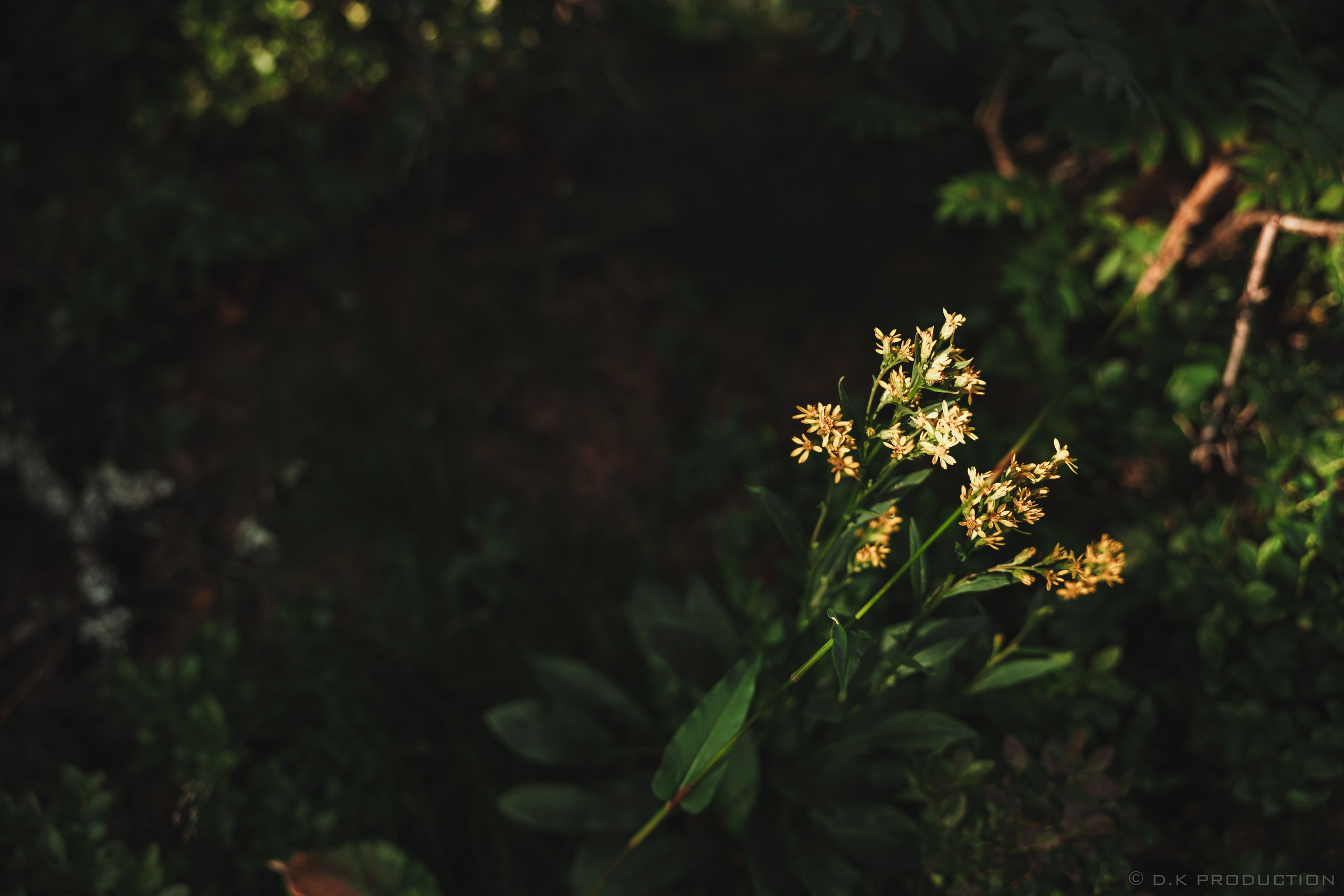 Экспедиционная фотосессия в горах/на природе