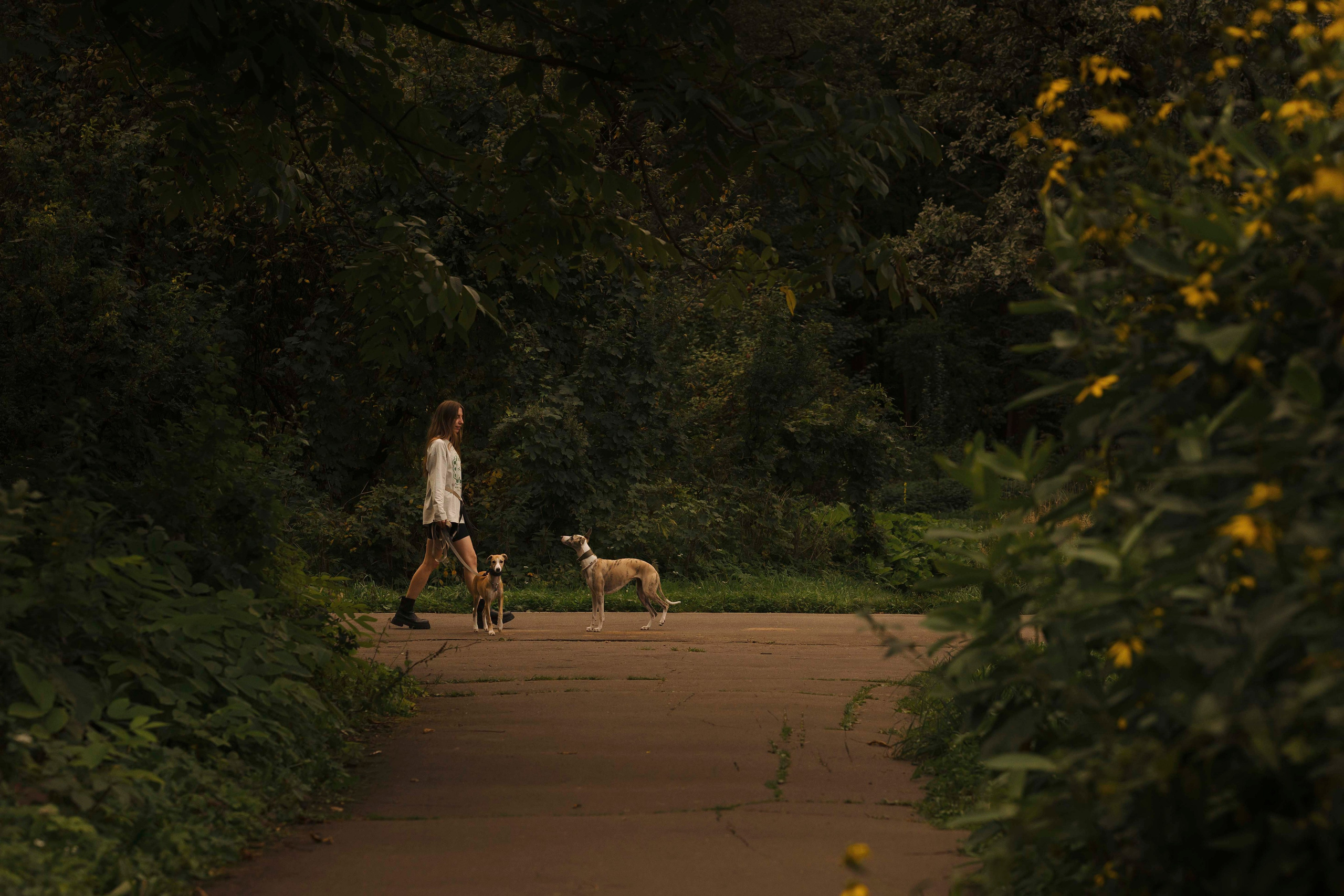 Нева и Персей. Фотограф- анималист Александра Матвеева