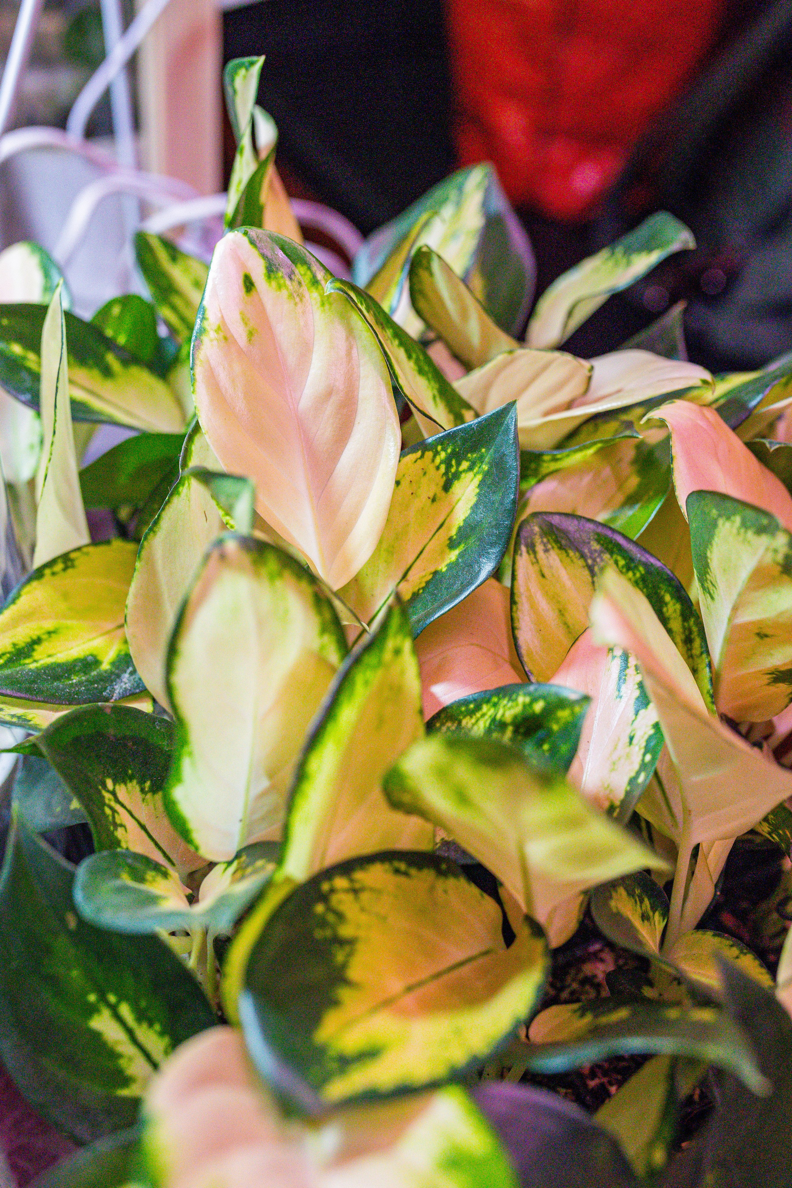 Growbox декабрь 2025. Александра Куликова фотограф, Москва