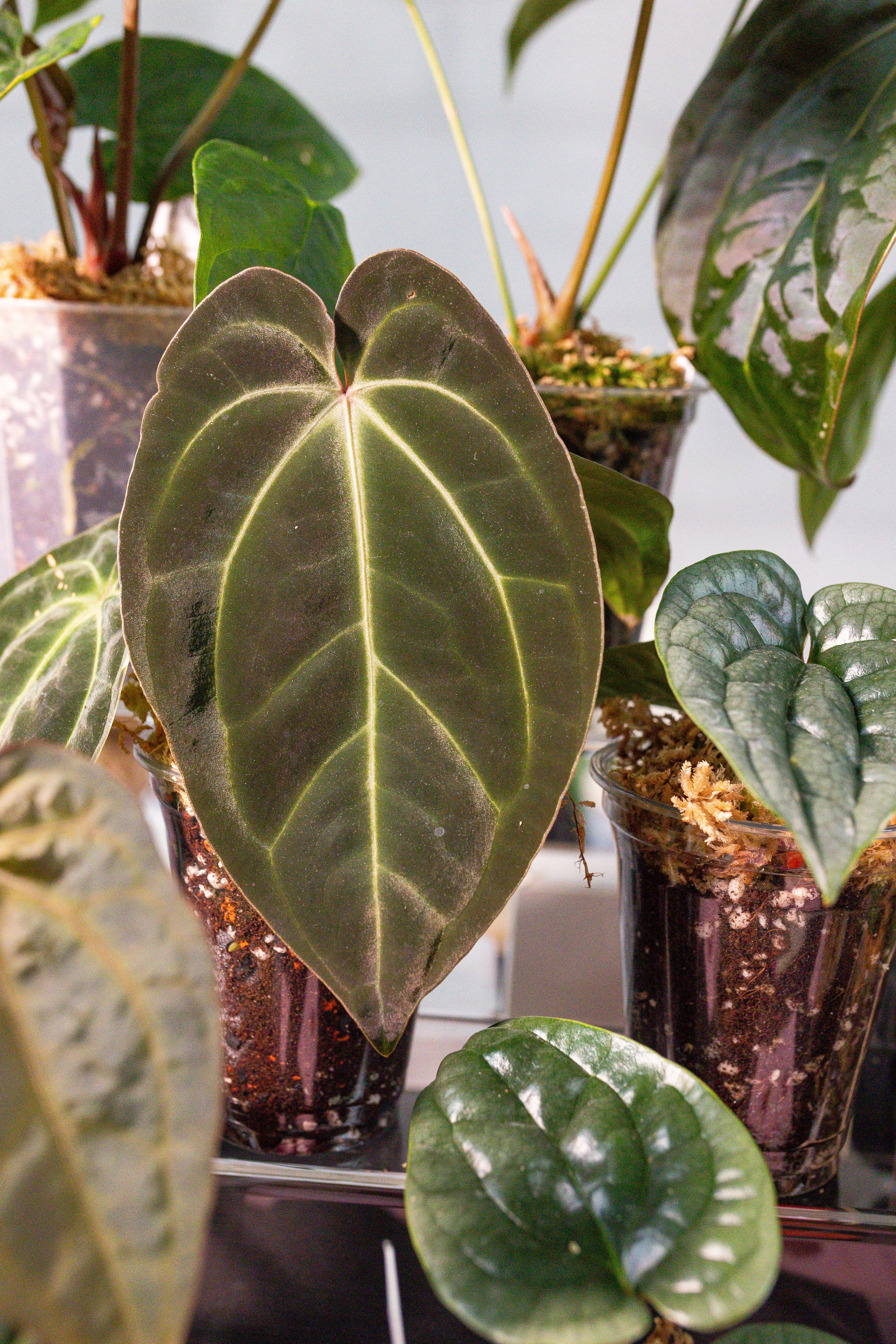 Ярмарка Green Rare 20.09.25. Александра Куликова фотограф, Москва