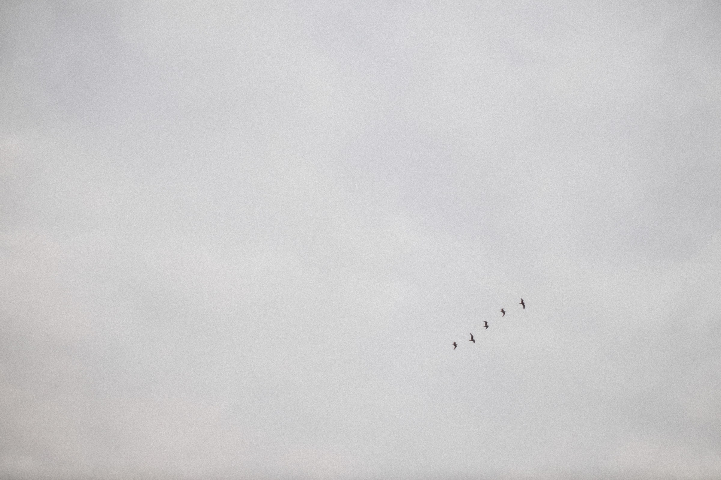 Ростов папа. Свадебный и семейный фотограф Москва, Спб, Крым Игорь Сазонов