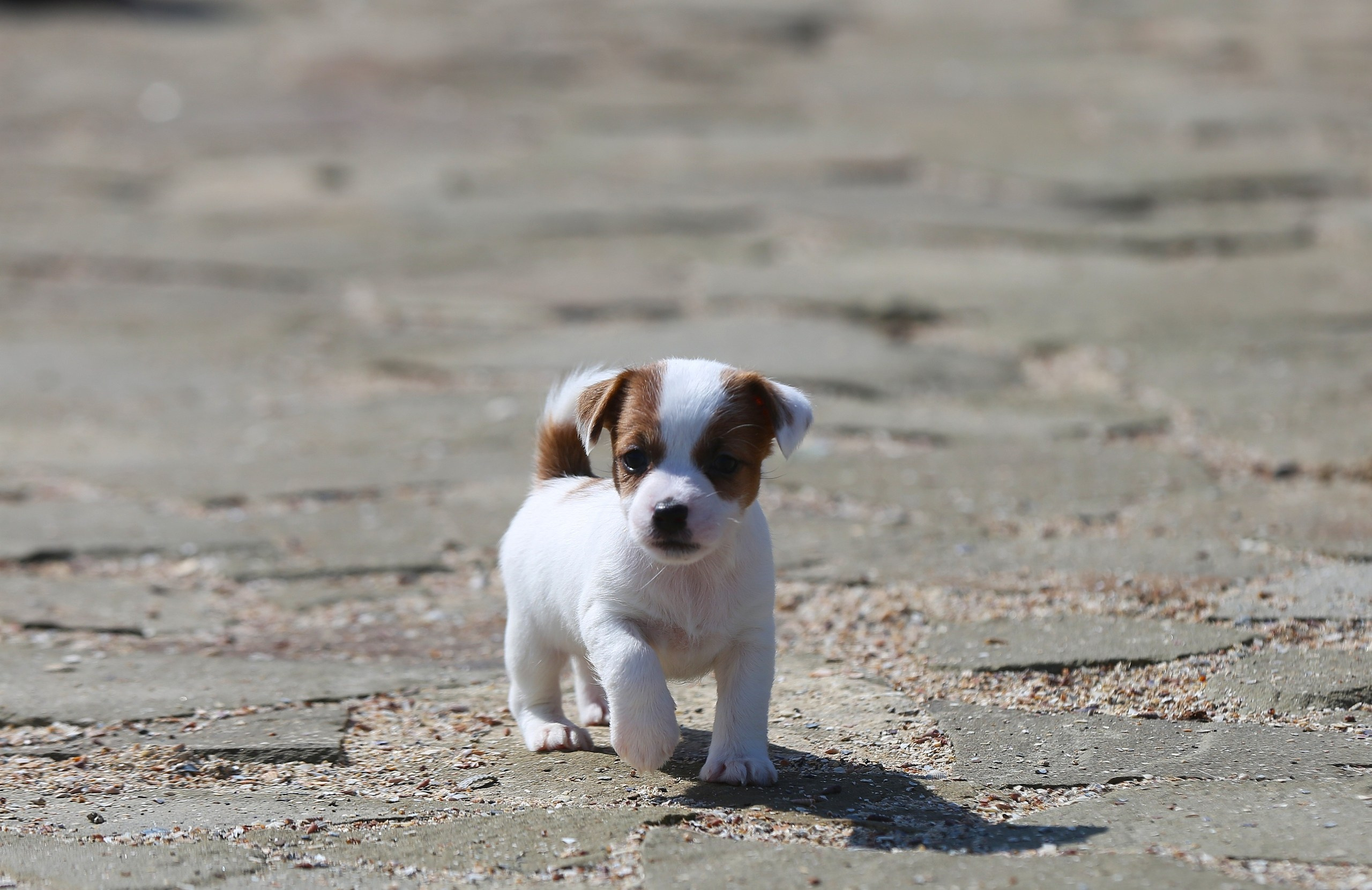 Общий альбом. Lovely-Orange питомник джек рассел терьеров