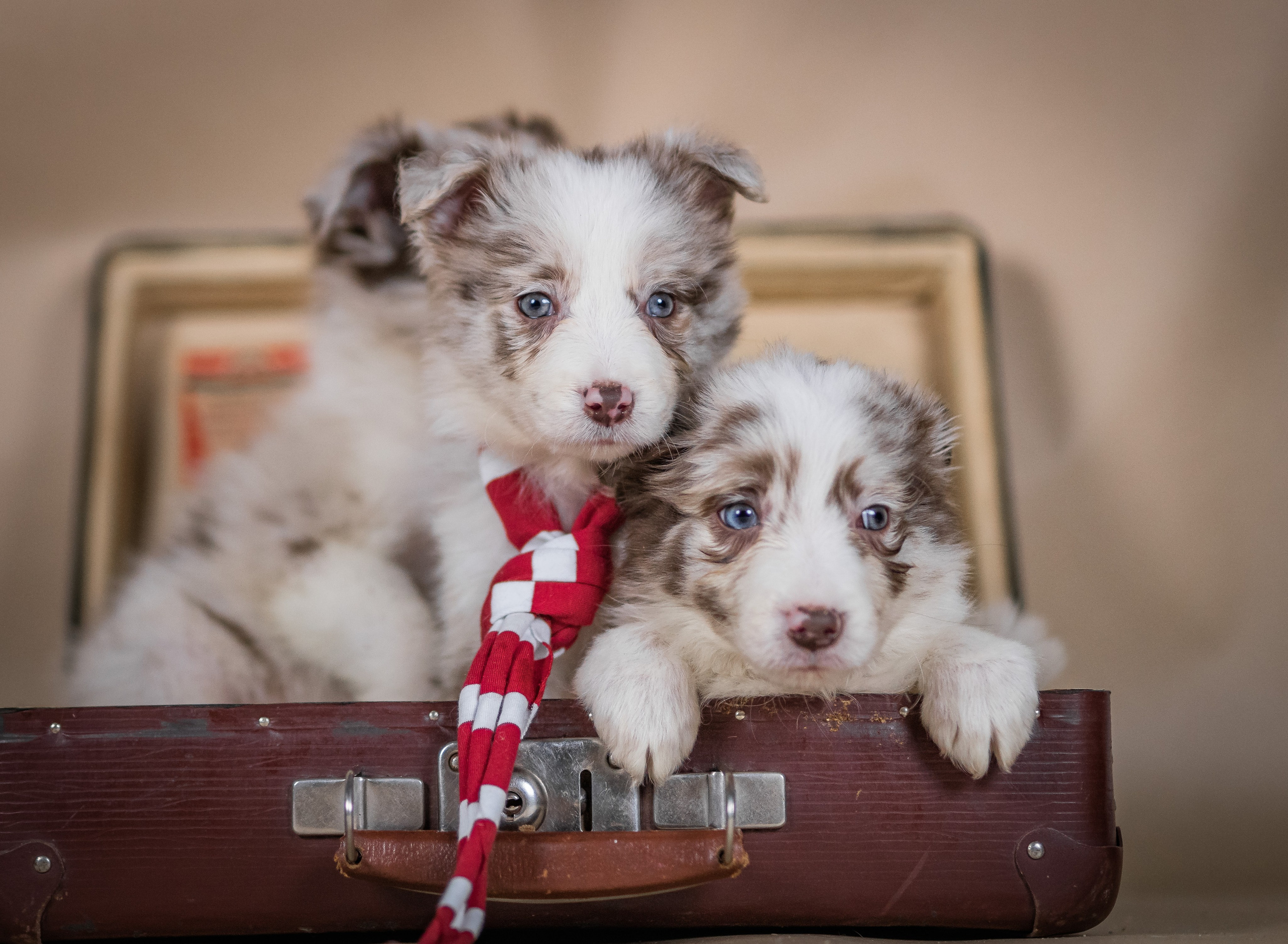 Фритсвит. Семейный фотограф Ефремова Виктория