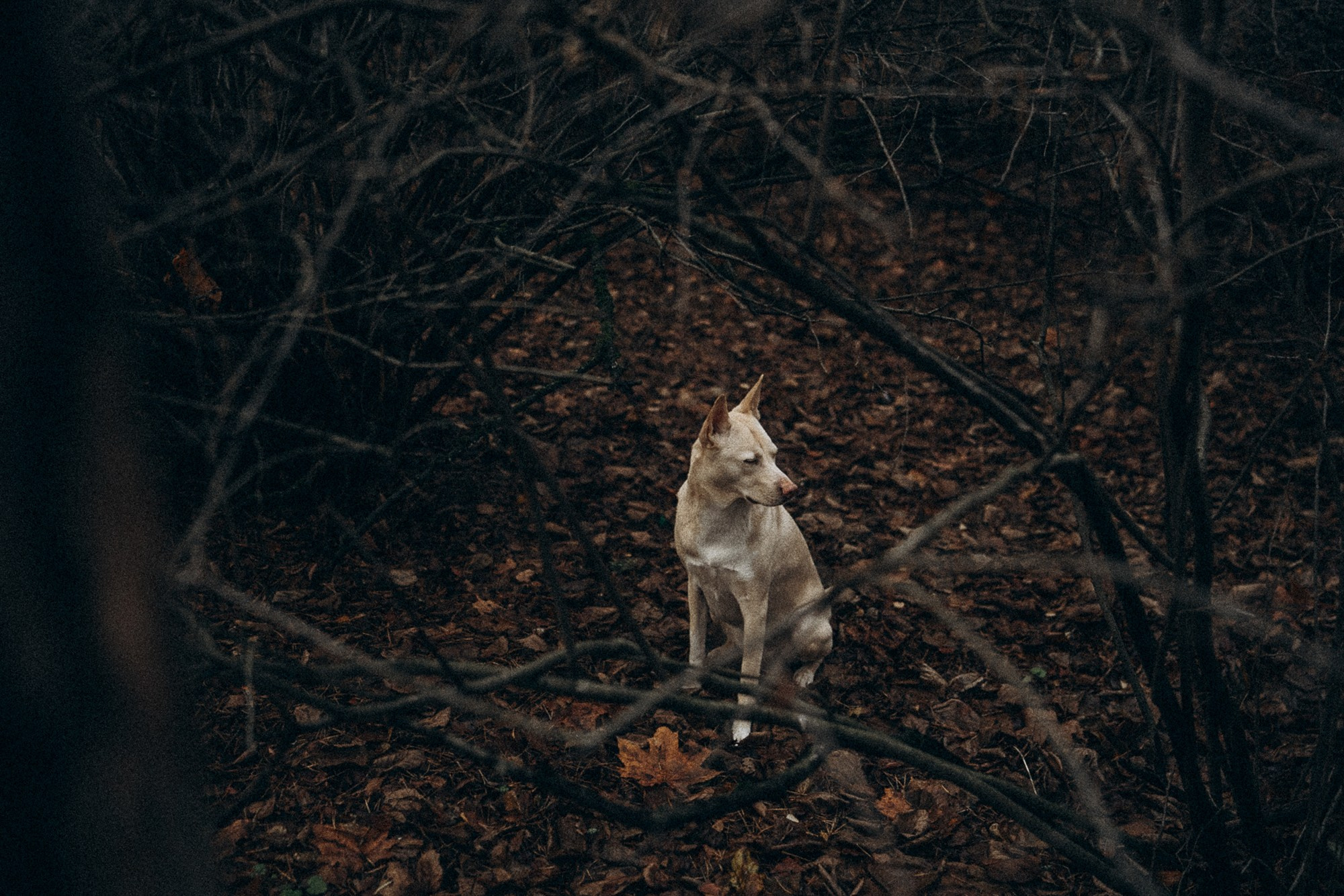 Туся. Фотограф анималист в Москве и Санкт-Петербурге Свиридова Анна