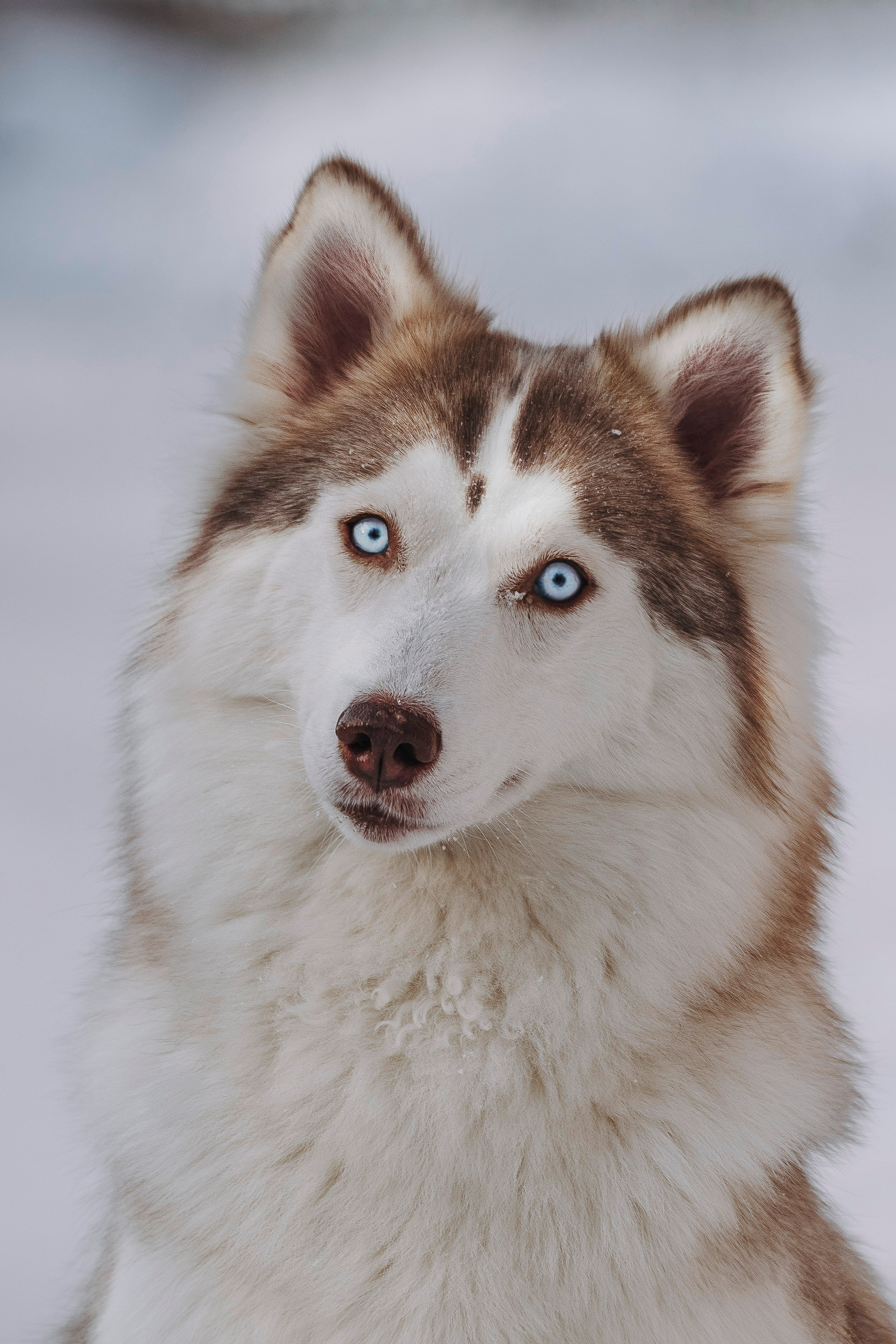 Мария и Амелия. Фотограф анималист в Спб недорого Олеся Майорова