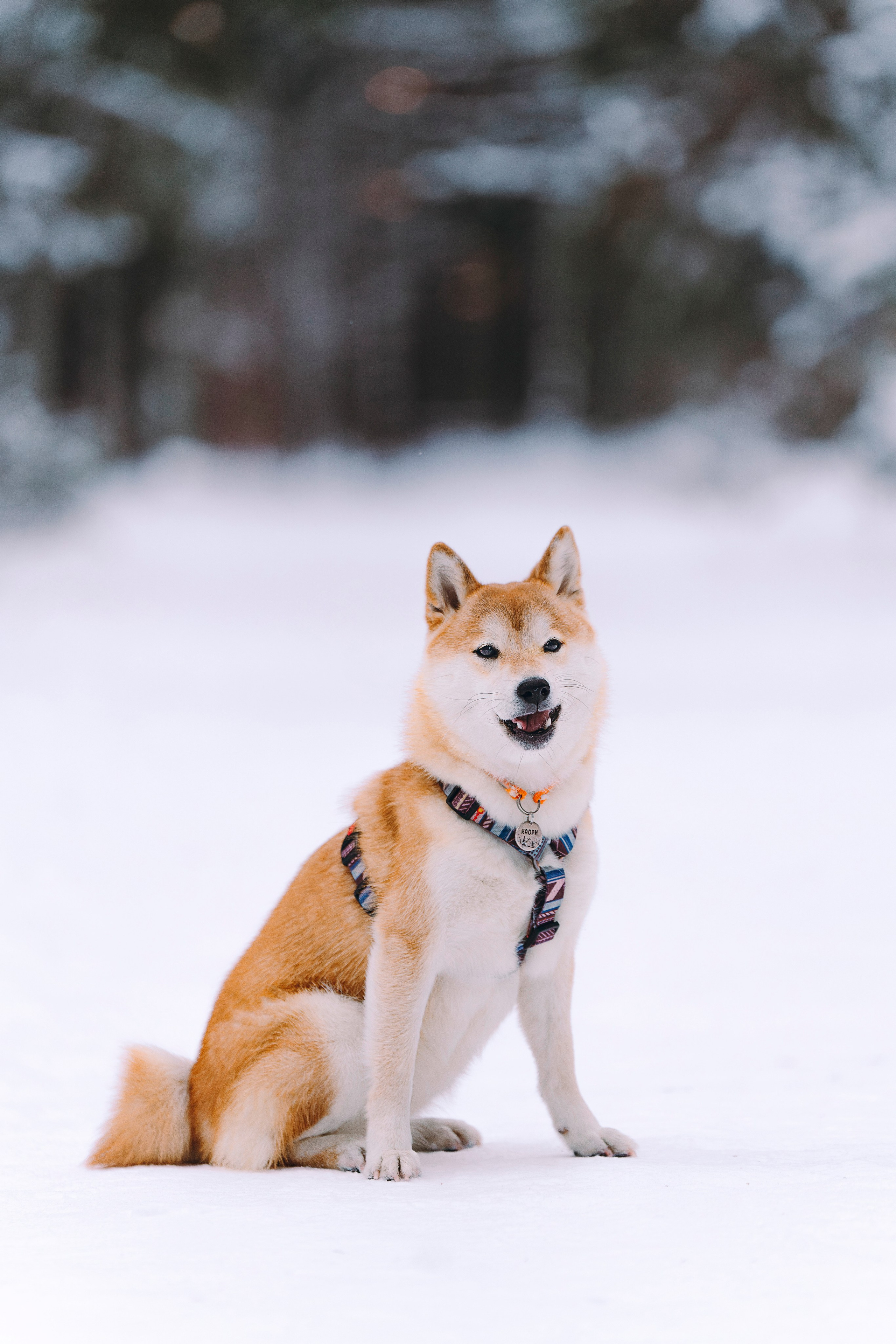 Каори, Анна и Антон. Фотограф анималист в Спб недорого Олеся Майорова