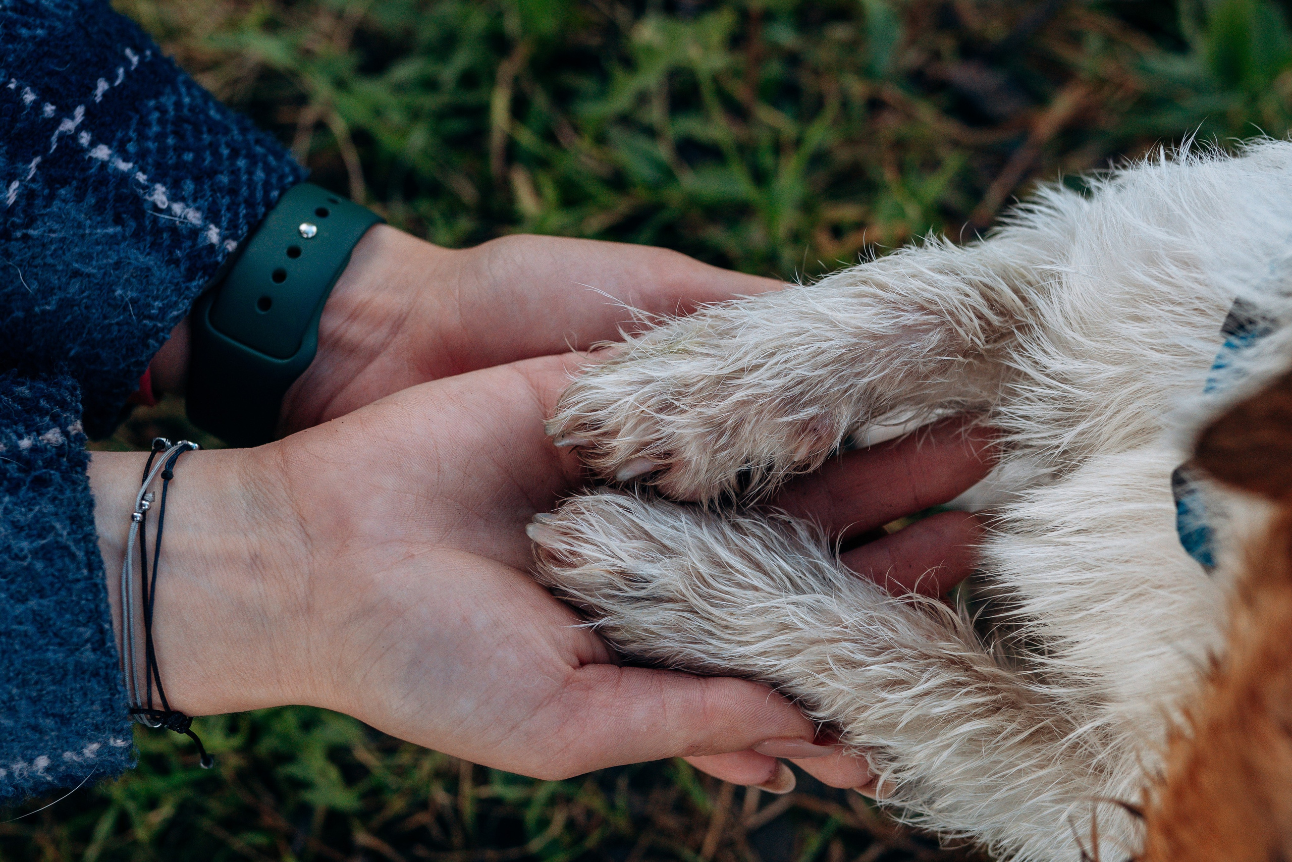 Фотосессия с маленькой собакой Спб. Фотограф анималист в Спб недорого Олеся Майорова