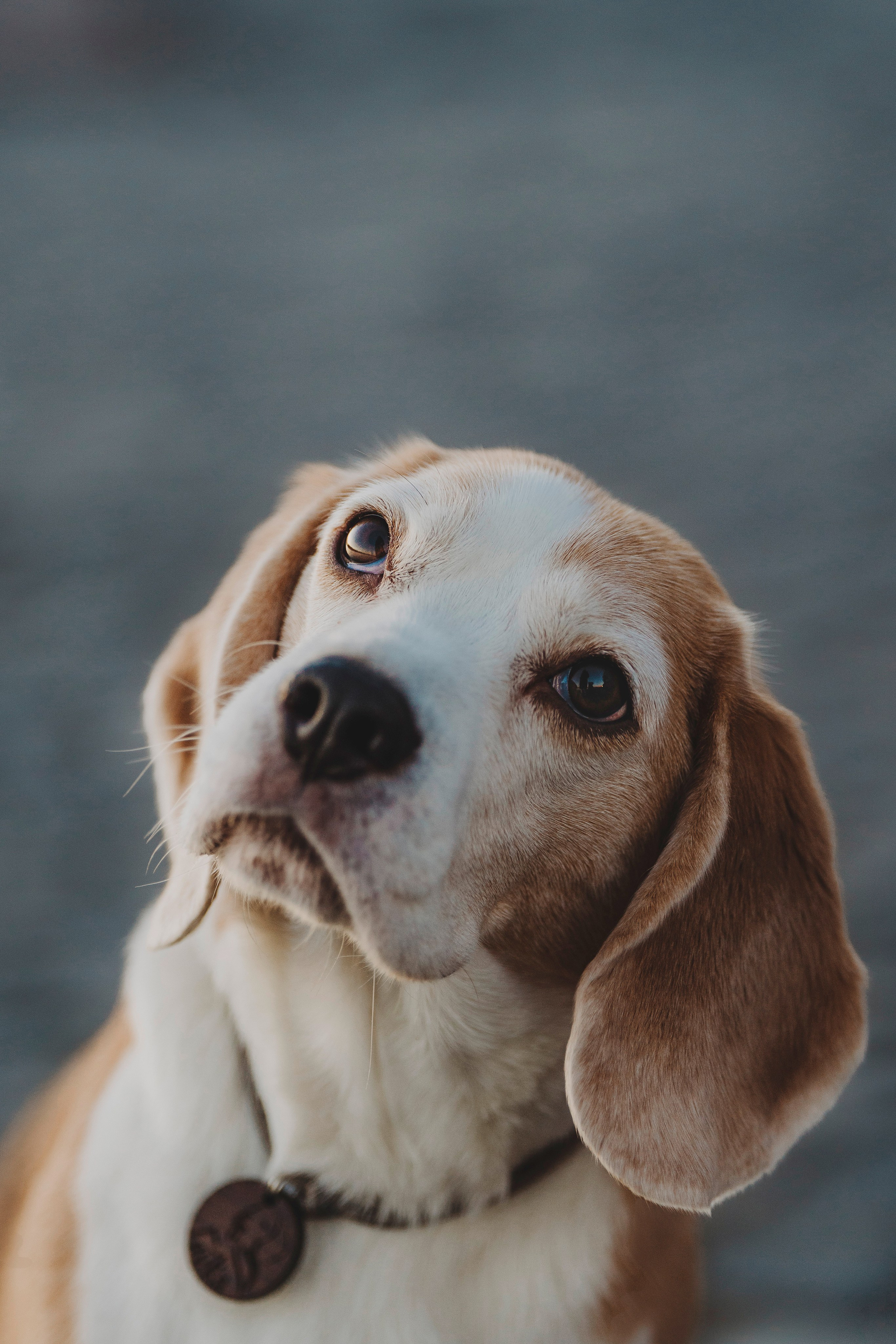 Ксения и Гаечка. Фотограф анималист в Спб недорого Олеся Майорова