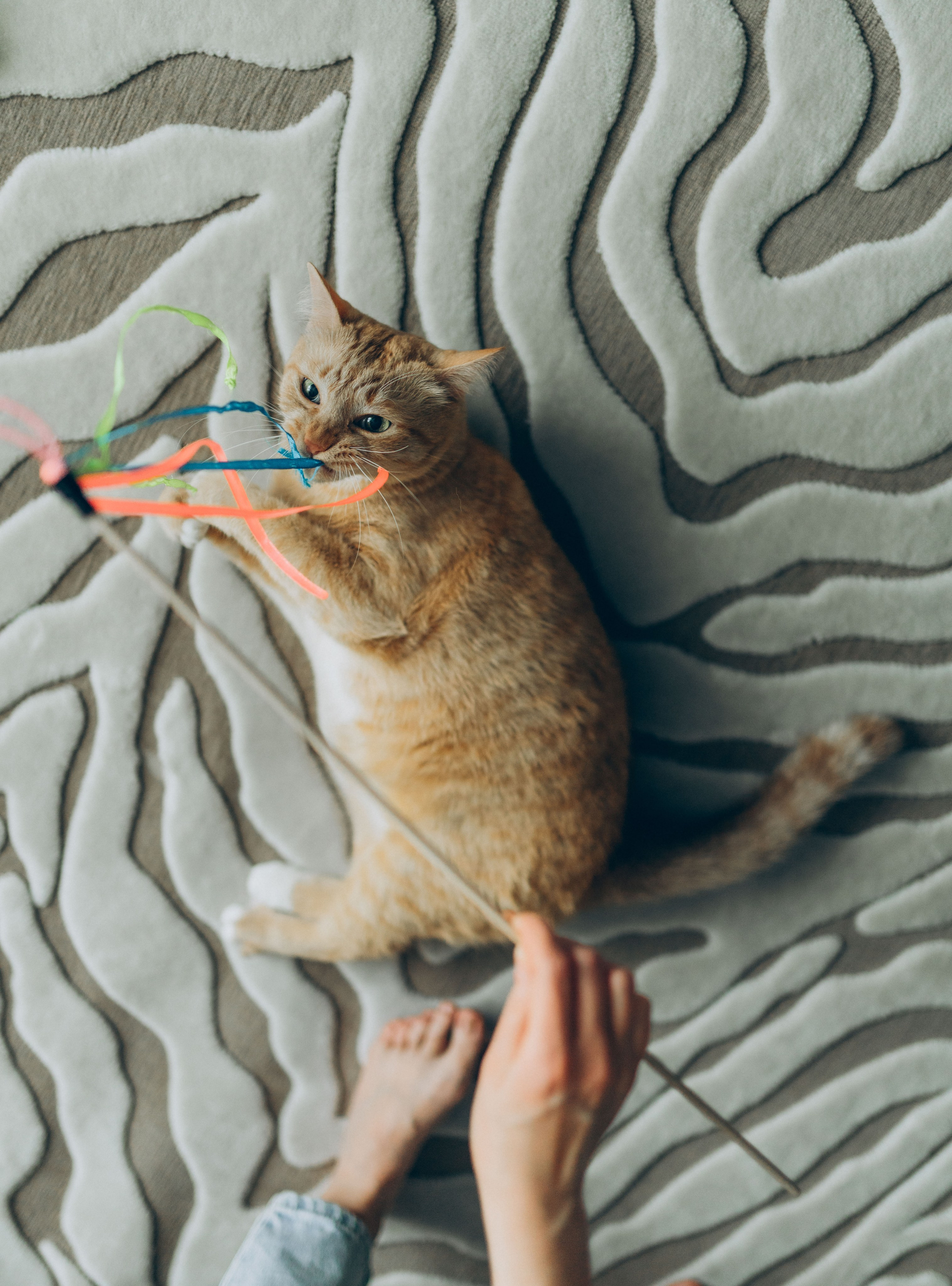 Даша и Брукс. Фотограф анималист в Спб недорого Олеся Майорова