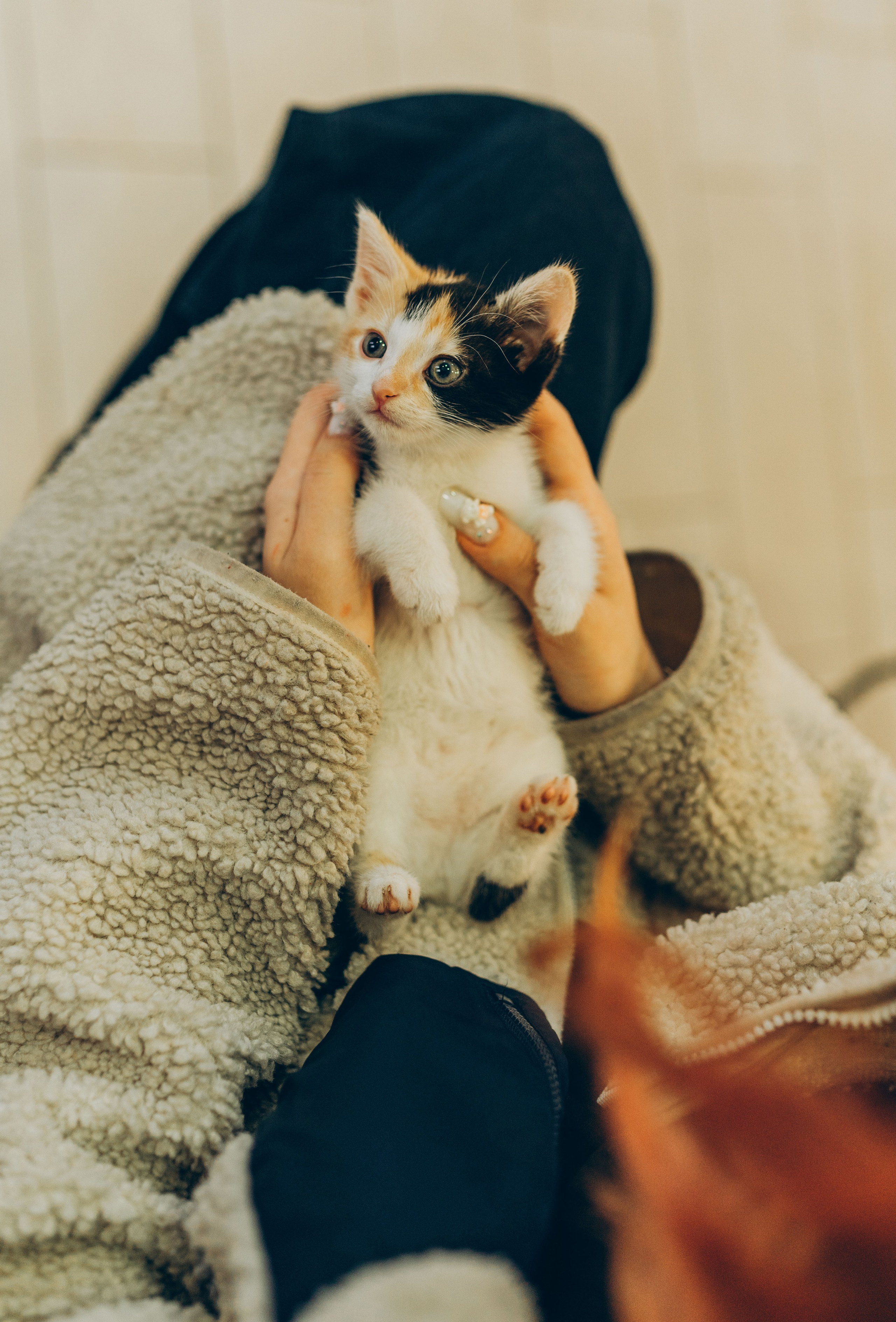 Соник. Фотограф анималист в Спб недорого Олеся Майорова