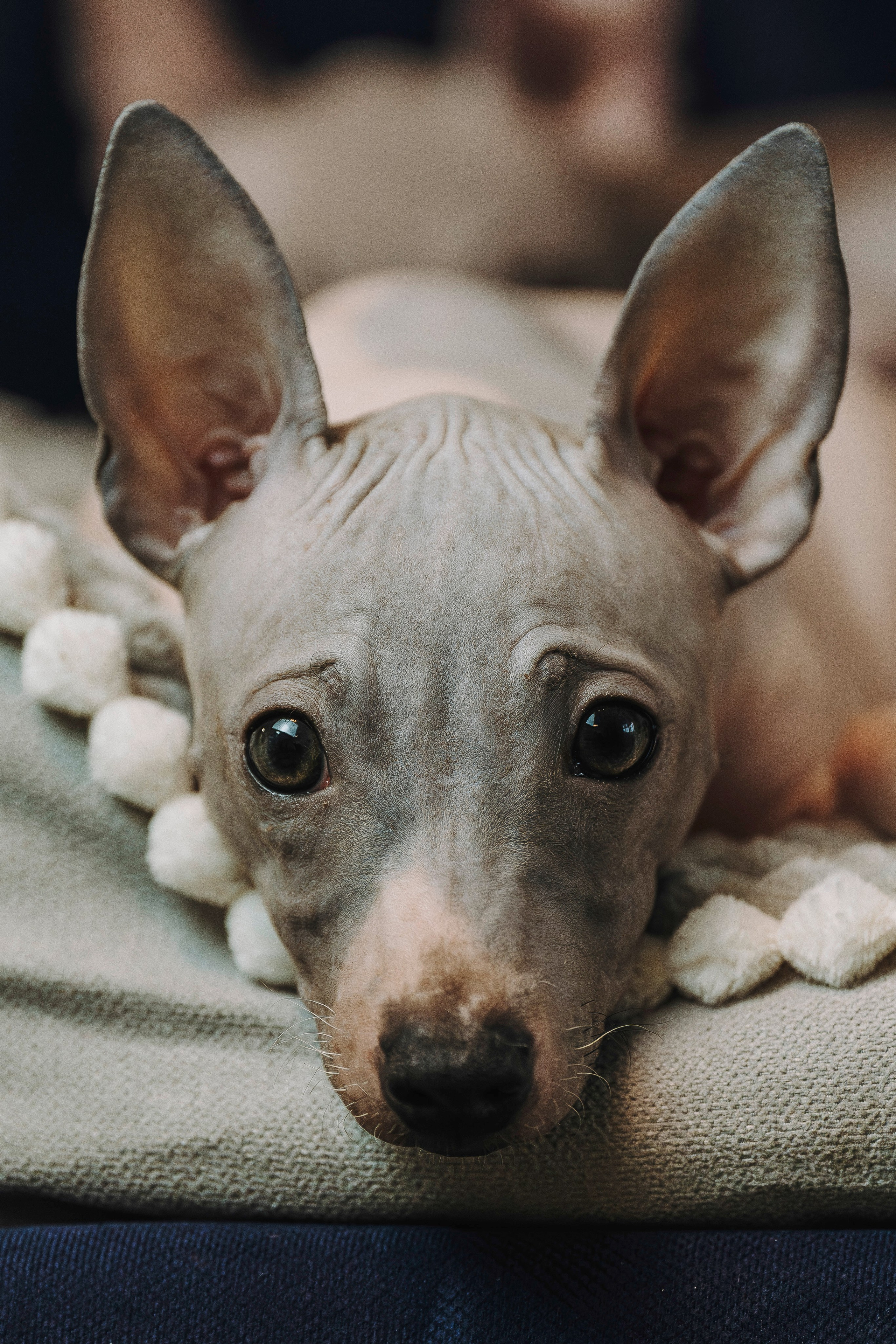 Малыши американского голого терьера. Фотограф анималист в Спб недорого Олеся Майорова
