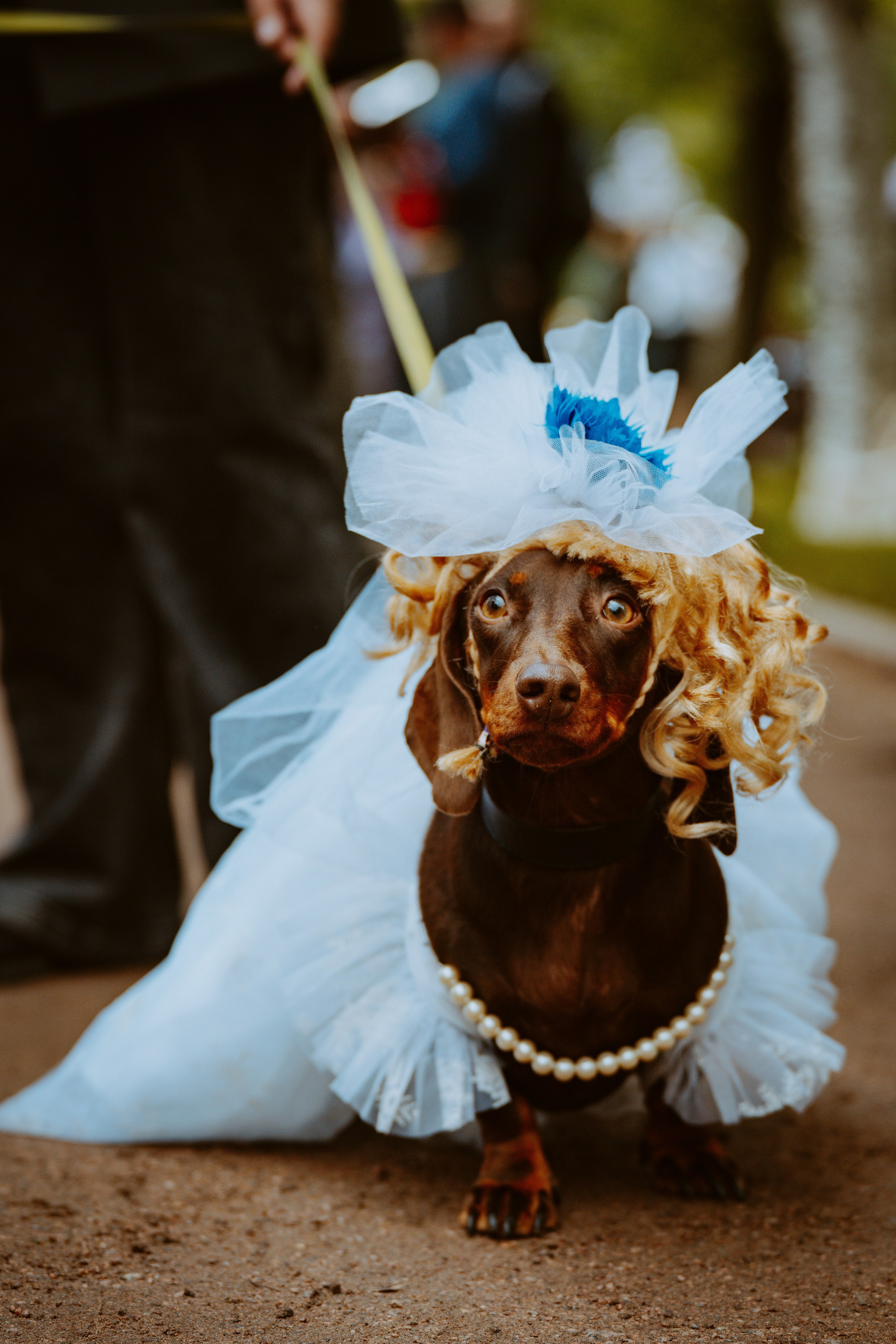 Такспарад. Фотограф анималист в Спб недорого Олеся Майорова