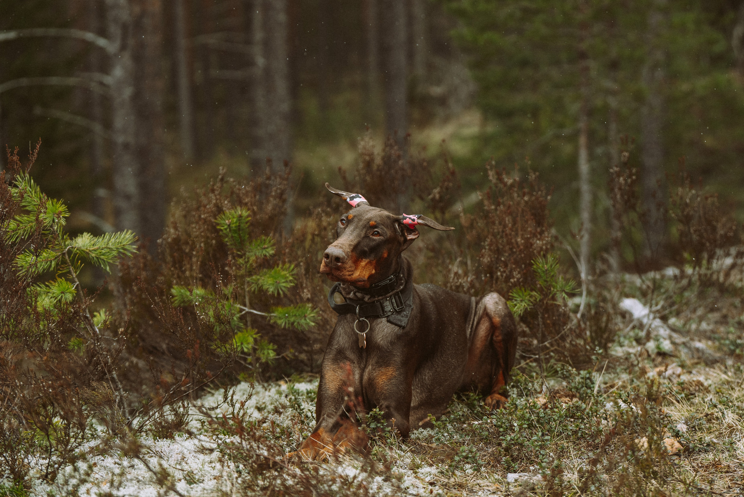 Дог трекинг к финскому хутору. Фотограф анималист в Спб недорого Олеся Майорова