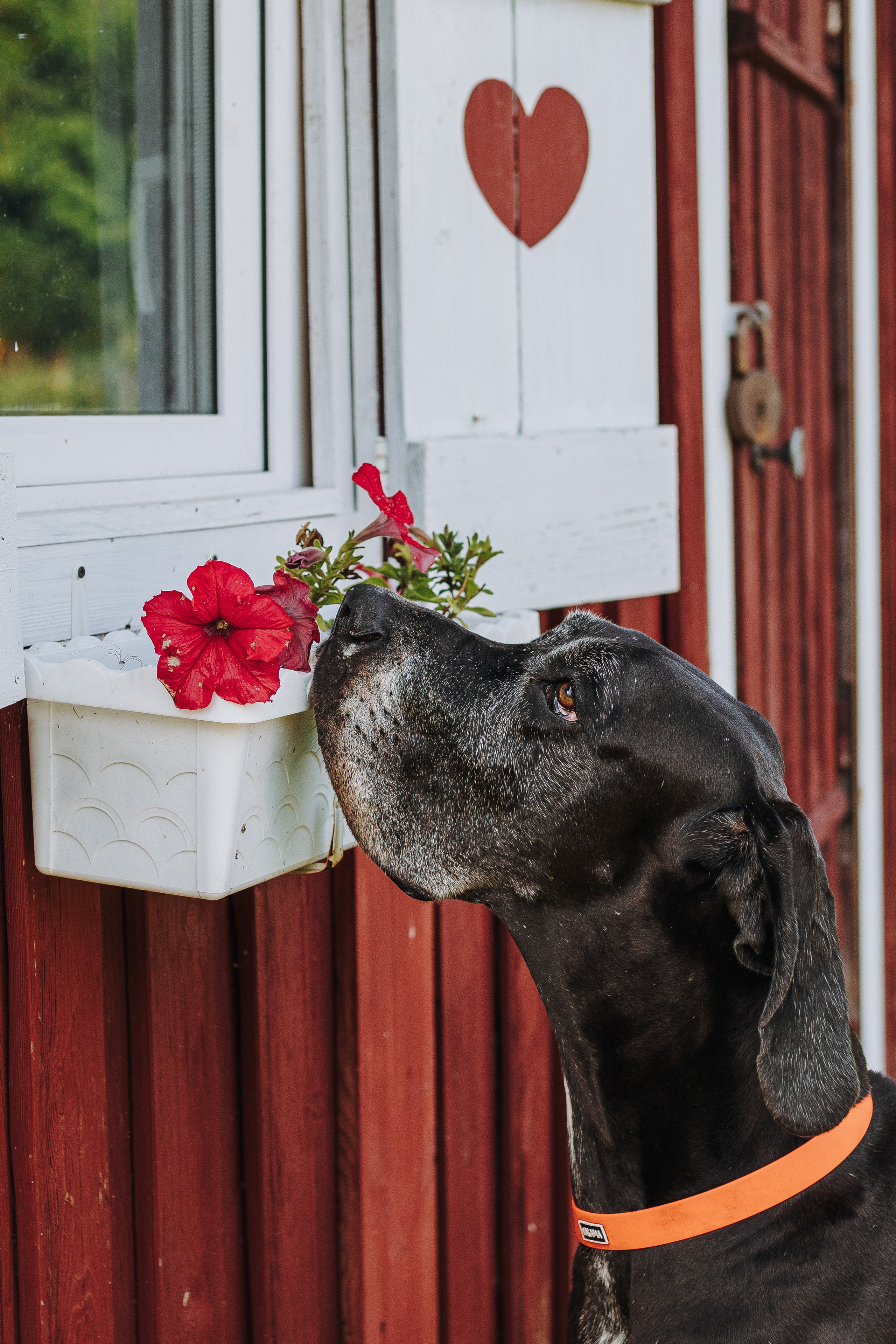 Соревнования по ноузворку в Новожилово. Фотограф анималист в Спб недорого Олеся Майорова