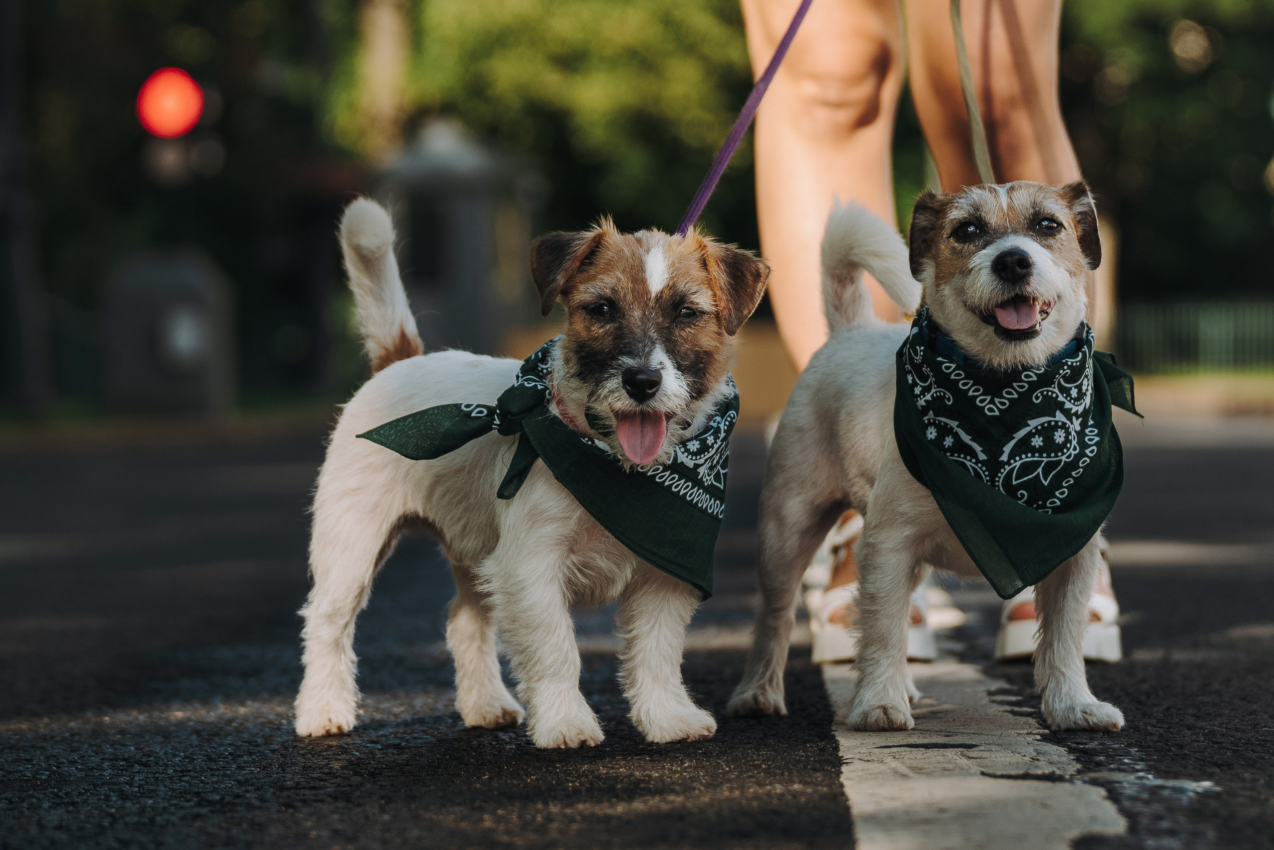 Ларс, Лукас и Ольга. Фотограф анималист в Спб недорого Олеся Майорова