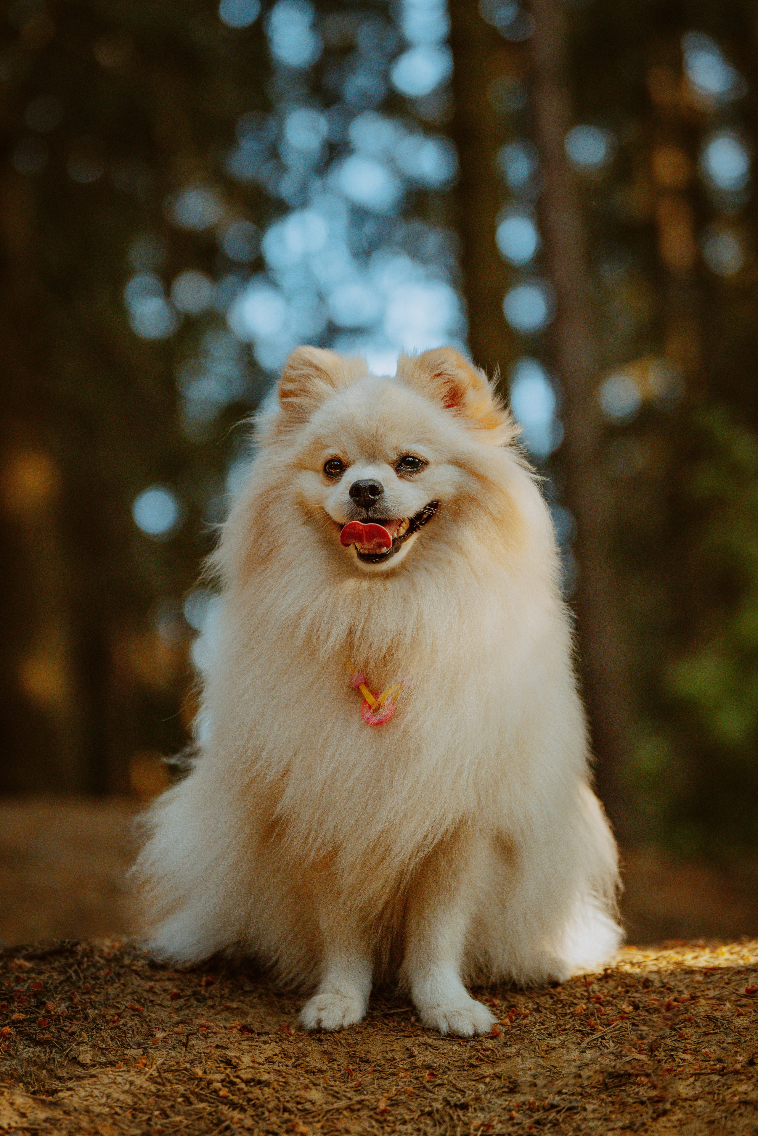Фотосессия с собачкой в лесу. Фотограф анималист в Спб недорого Олеся Майорова