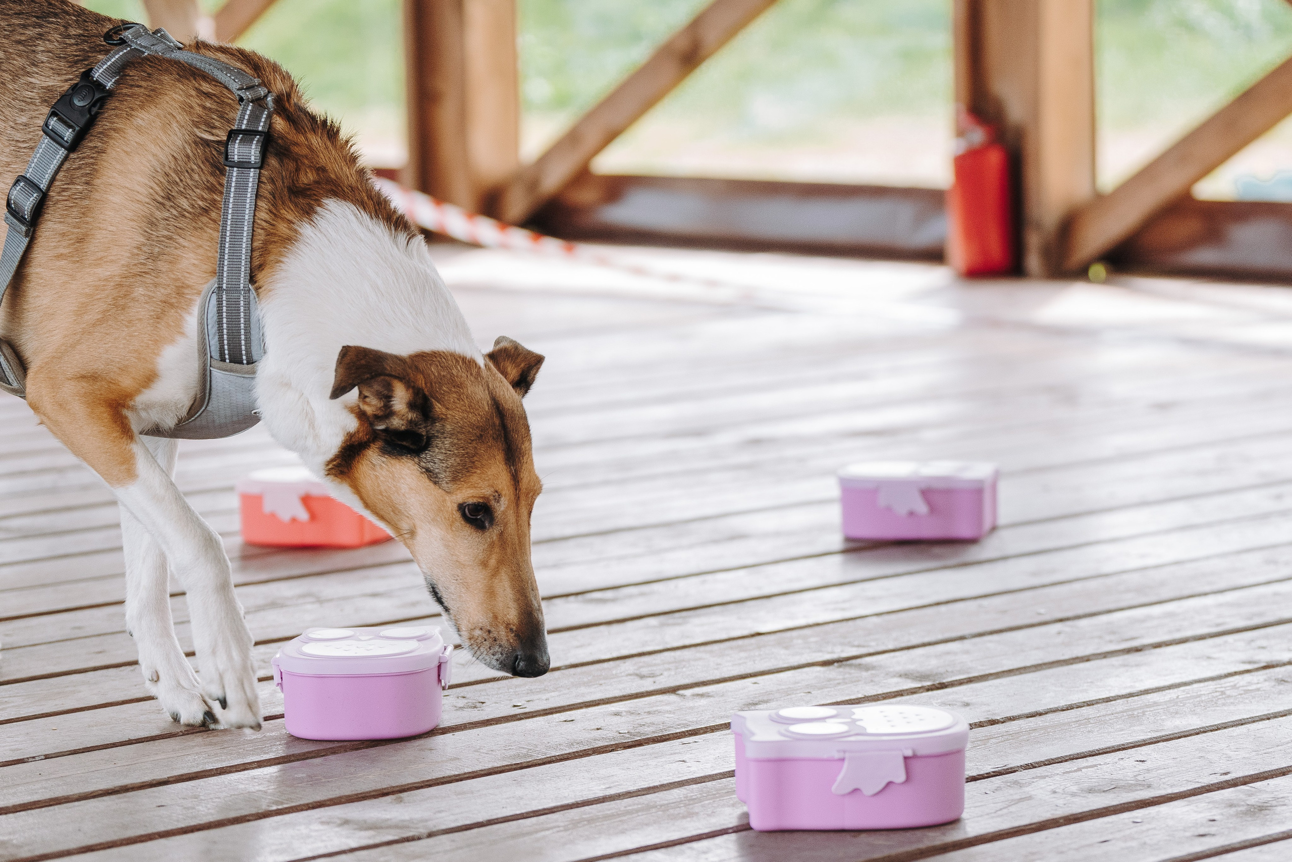 Соревнования по ноузворку в Лосево. Фотограф анималист в Спб недорого Олеся Майорова