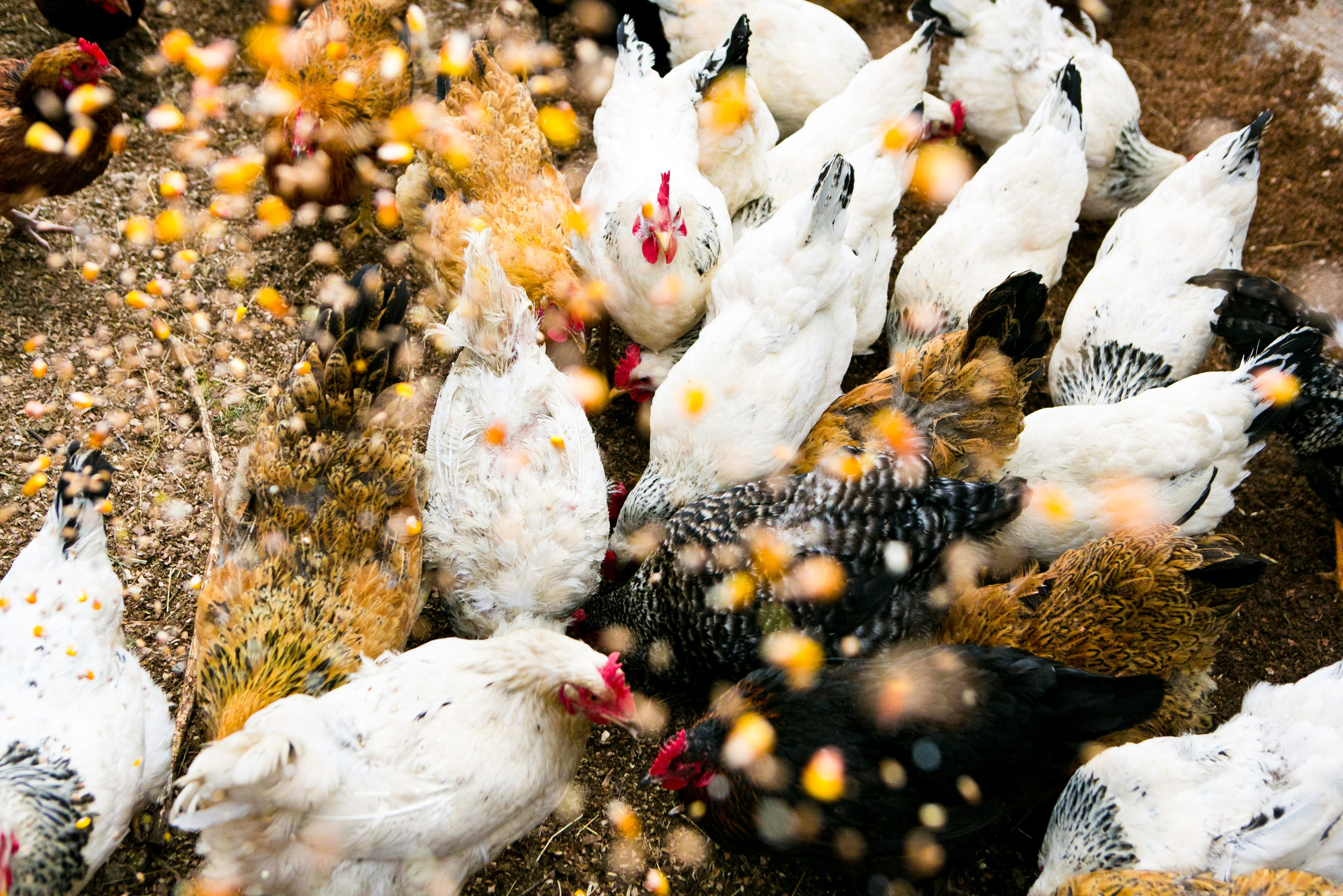 Деревенская еда «Домашние лакомста». Фотограф Красная Поляна — Сочи — Москва