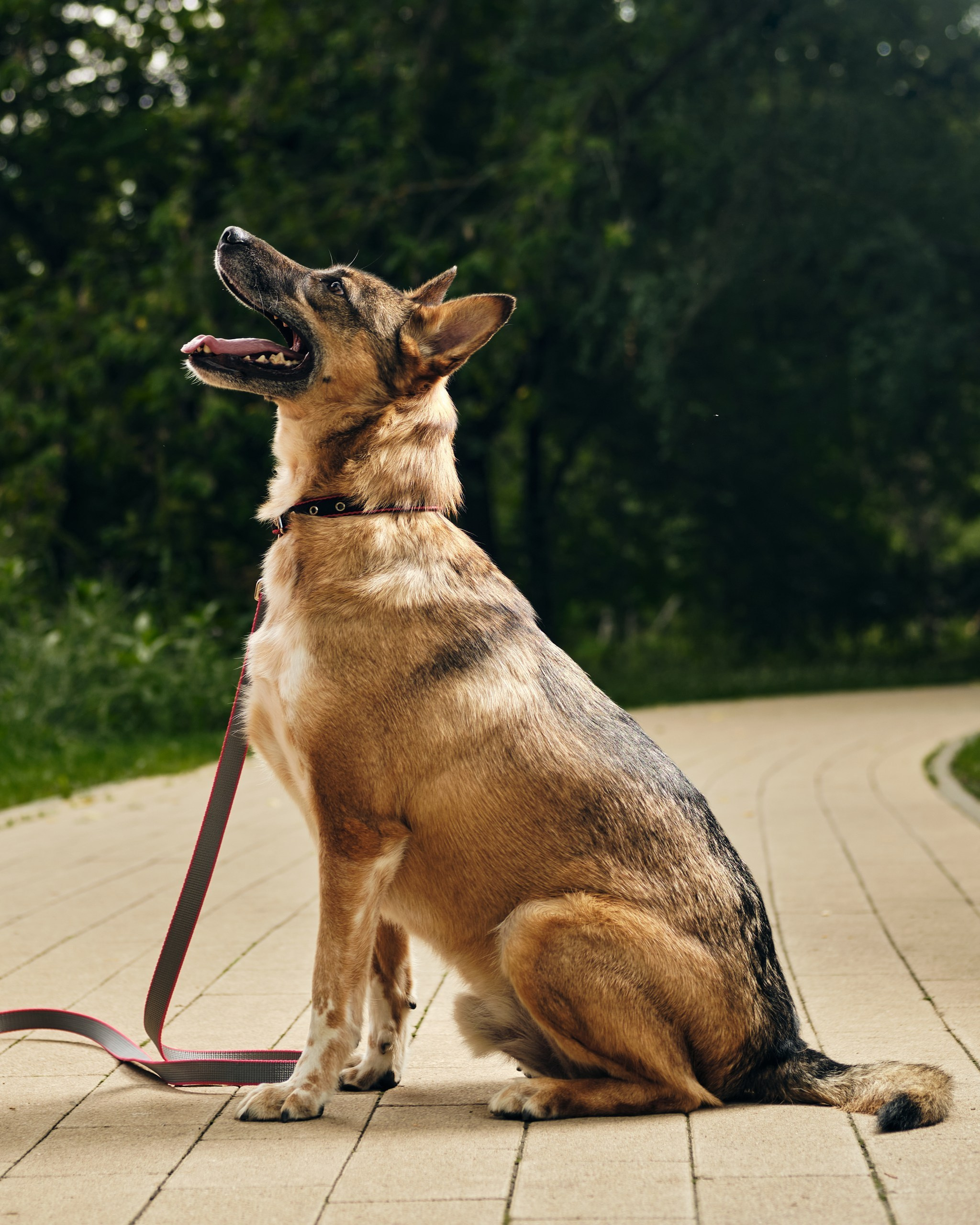 Фотосессия  для паши пса. Профессиональный фотограф в Москве — Максим Дьяконов
