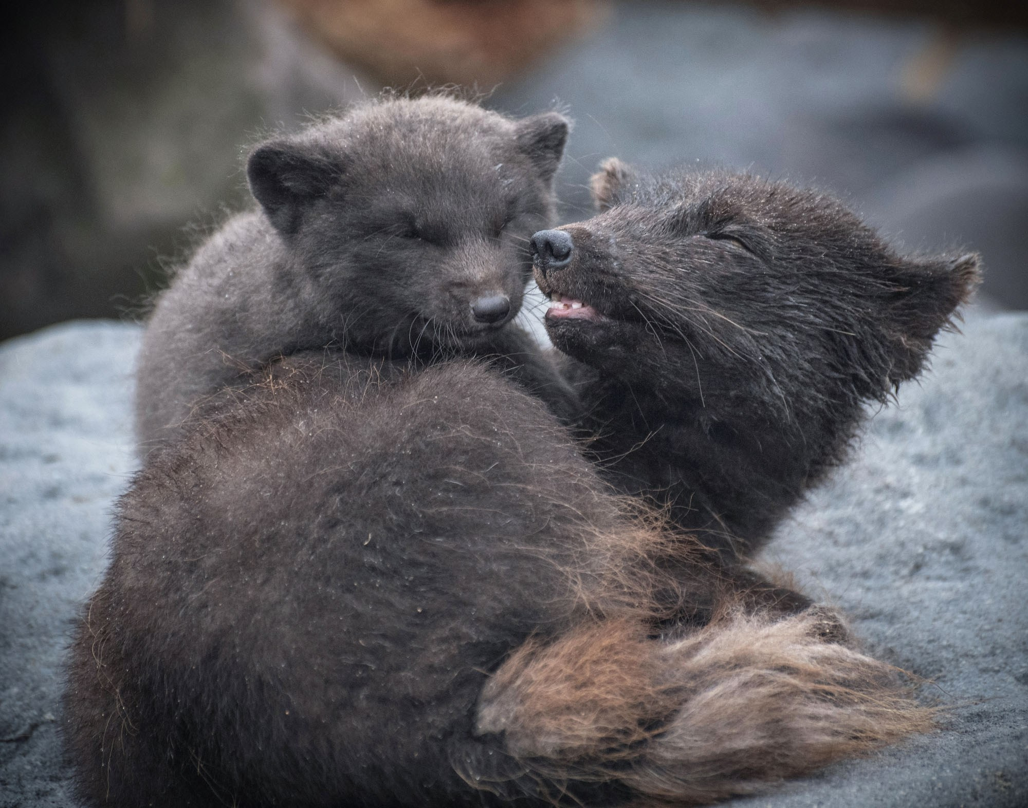 Фотографии животный мир России