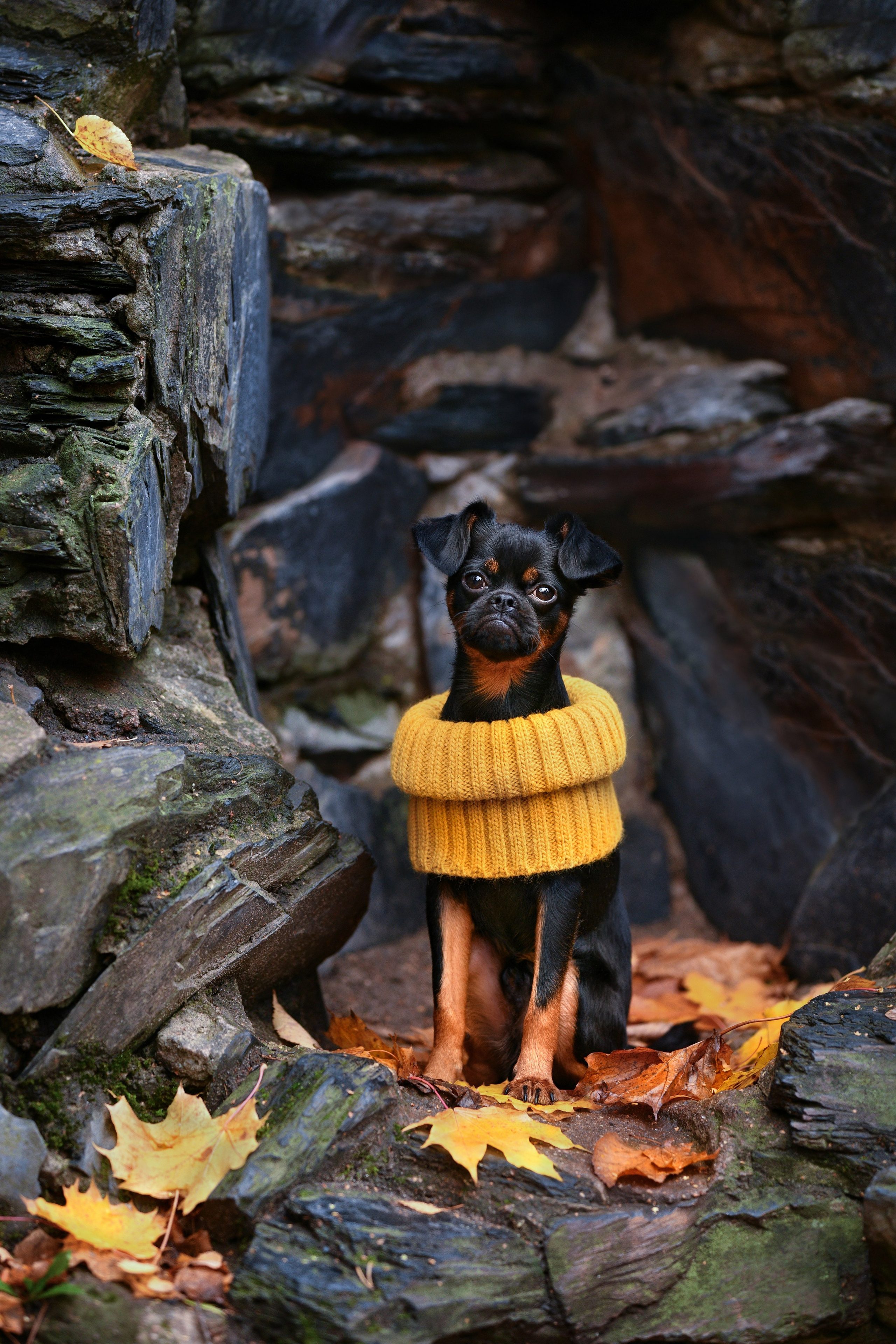 Ваш питомец. Портфолио