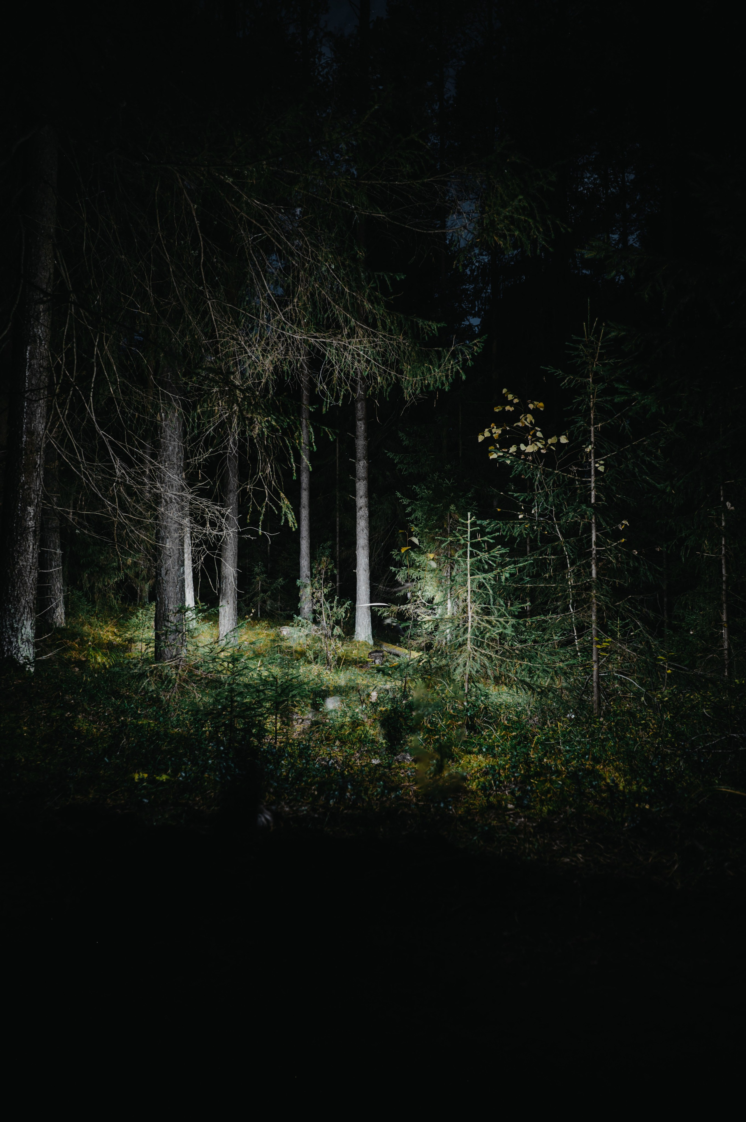 Сказки ночью. Фотограф Александр Смирнов