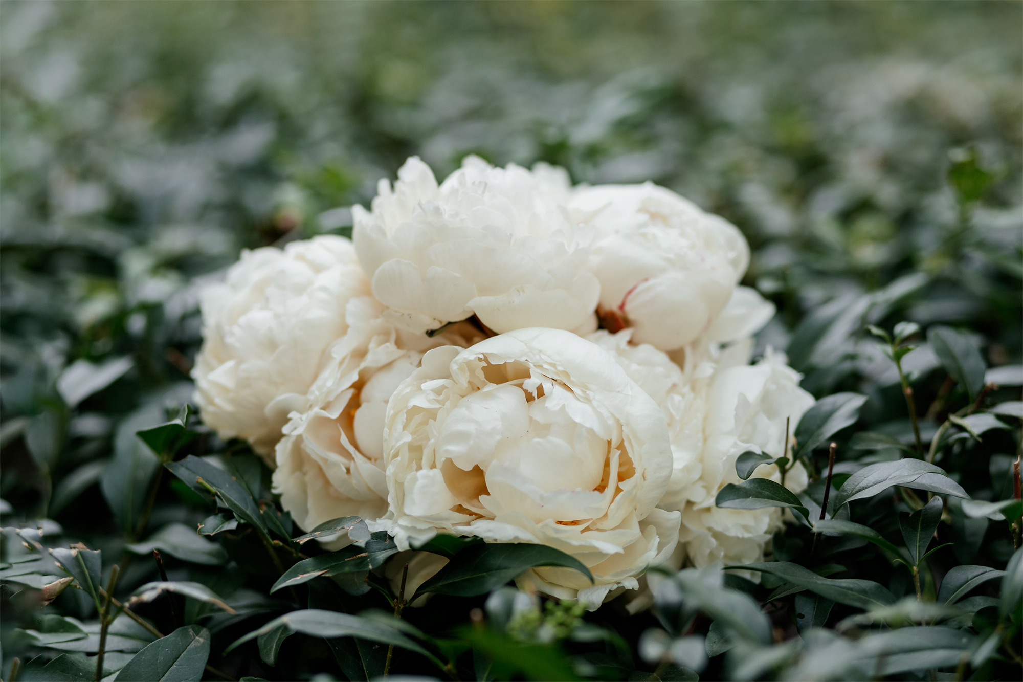 Алена и Сергей. Семейный фотограф в Каневской Епифанова Ольга