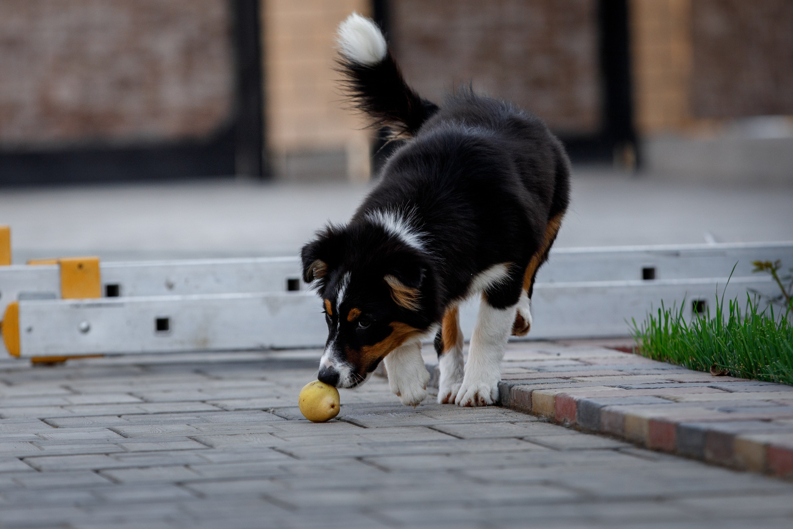 Смешарики. О нас