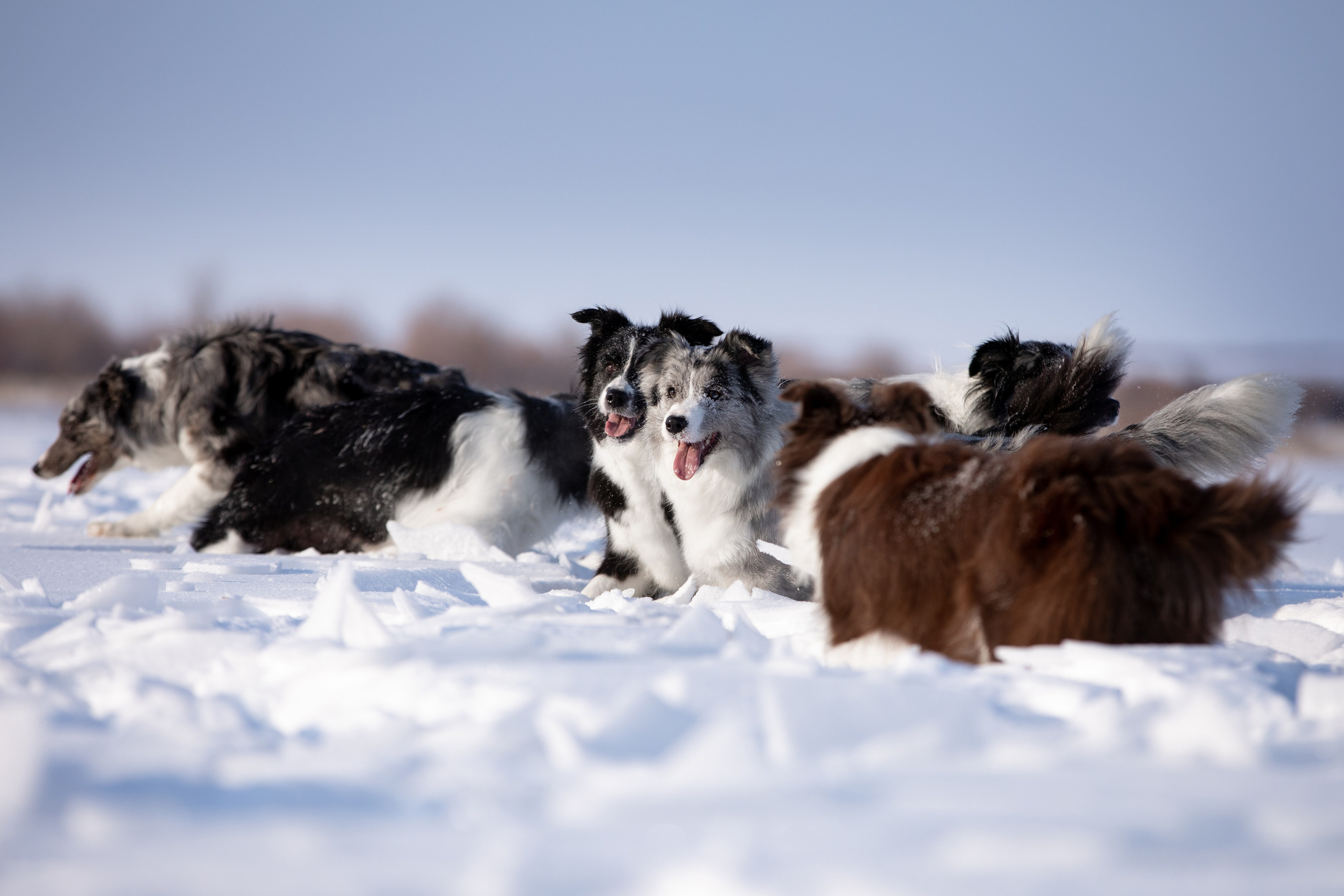 Мороз и солнце. О нас