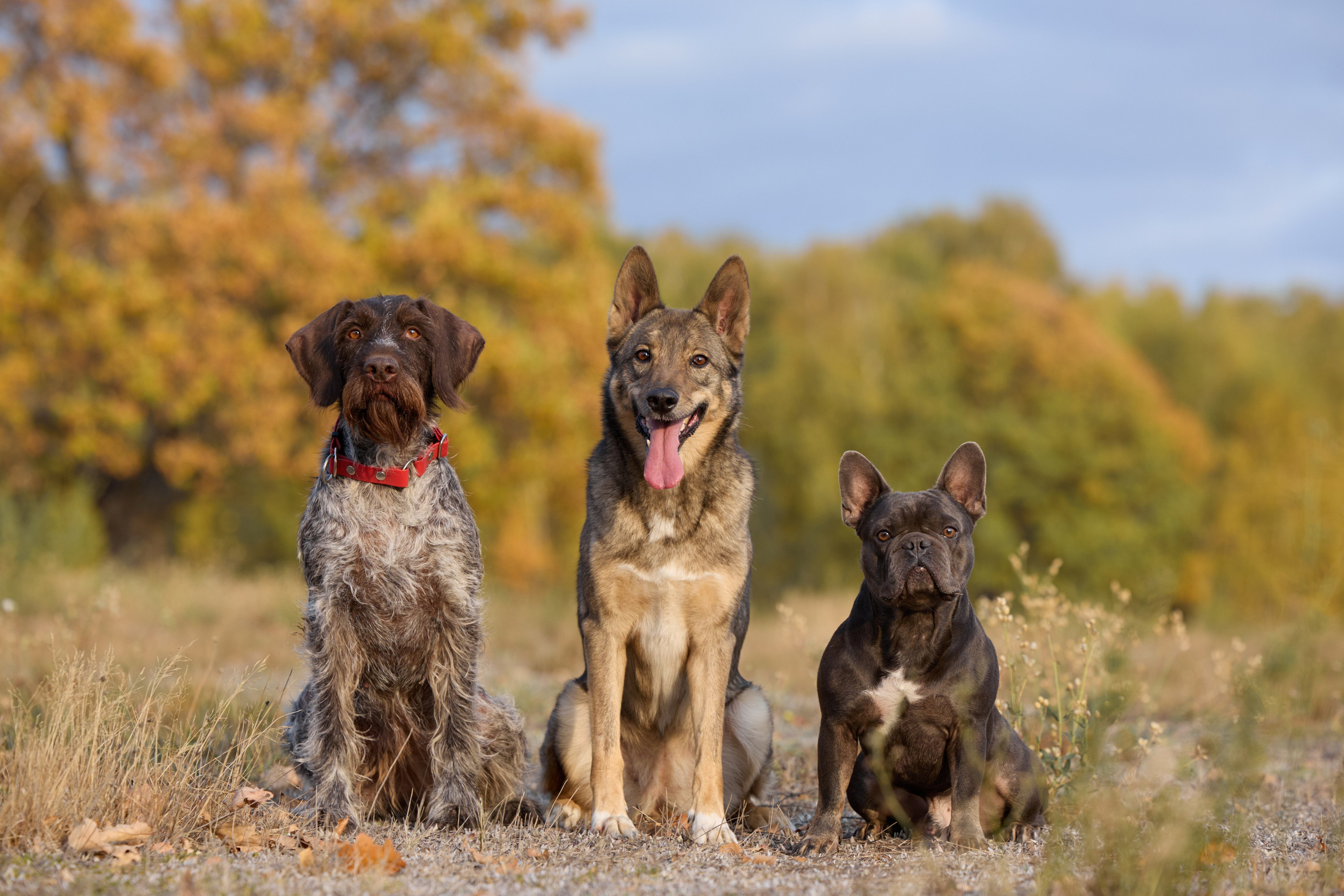 Семейная история. Фотограф анималист в Казани Алина Сулейманова. Фотограф животных