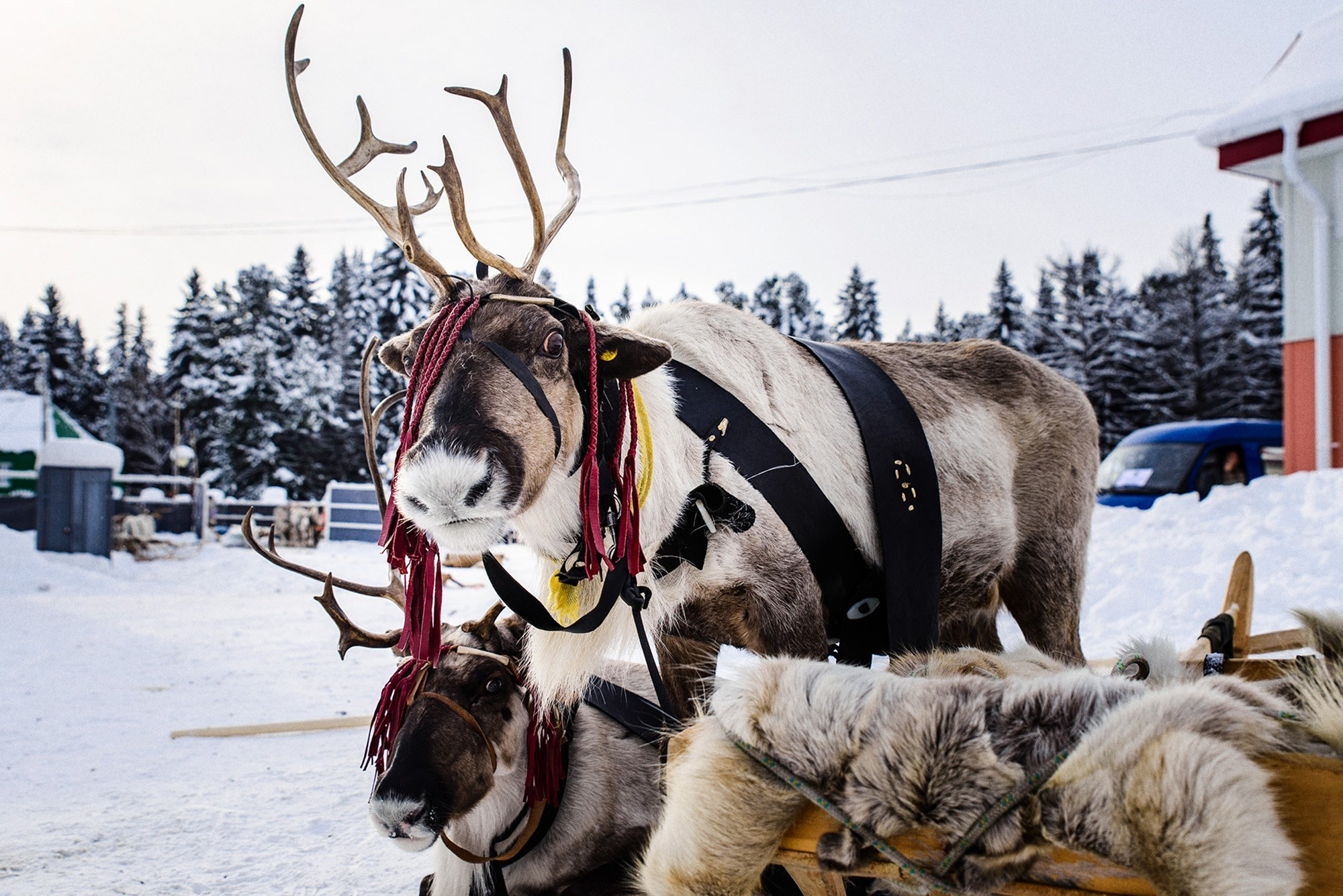Конкурс оленеводов. Фотограф в Ханты-Мансийске Евгений Жуланов