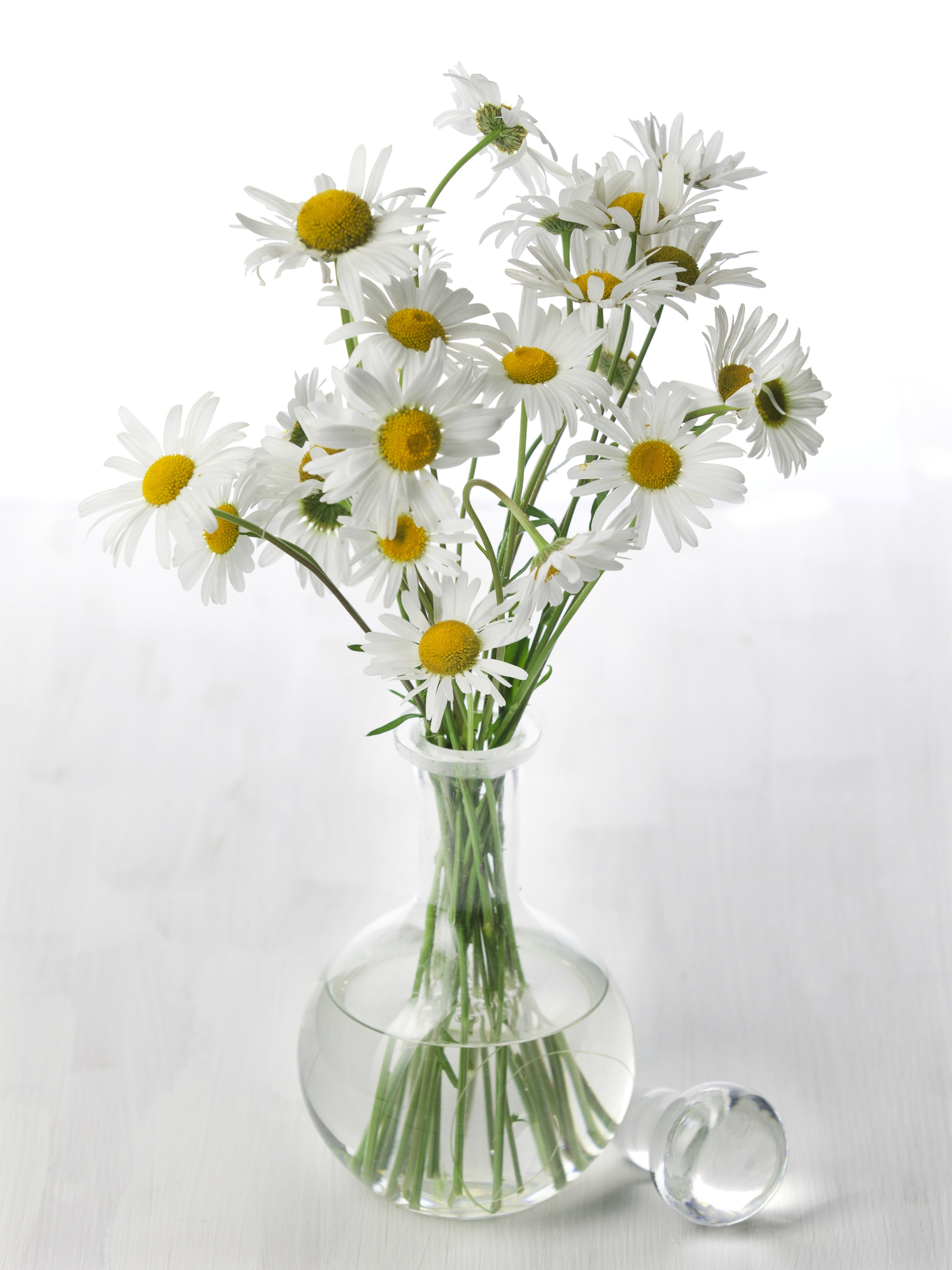 Цветы. Фотограф Мария Кольцова